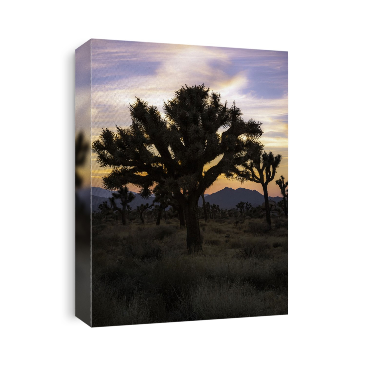 Radiant Joshua Tree right after sunset