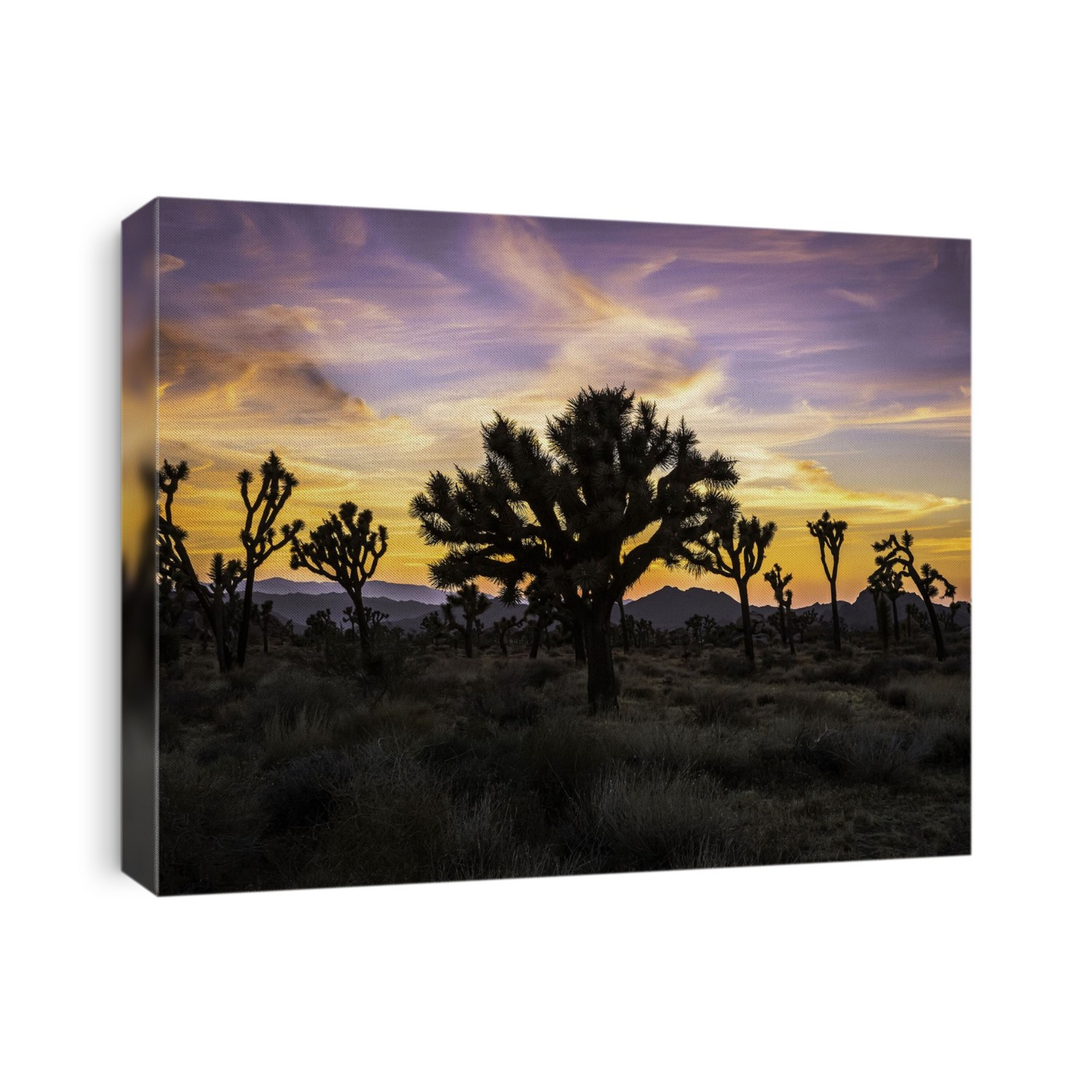 Joshua Tree landscape at Sunset