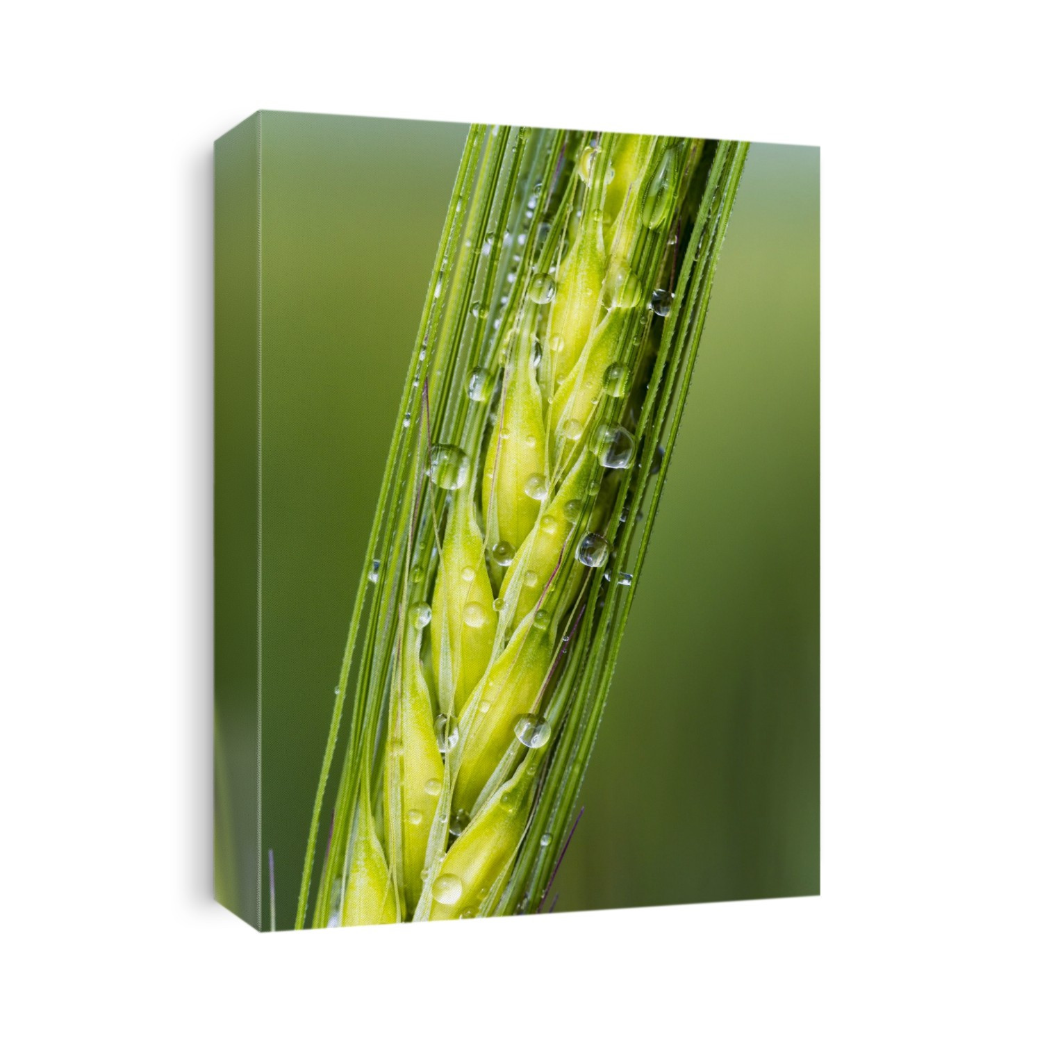 Extreme Close Up Of A Green Barley Head With Water Droplets; Acme, Alberta, Canada