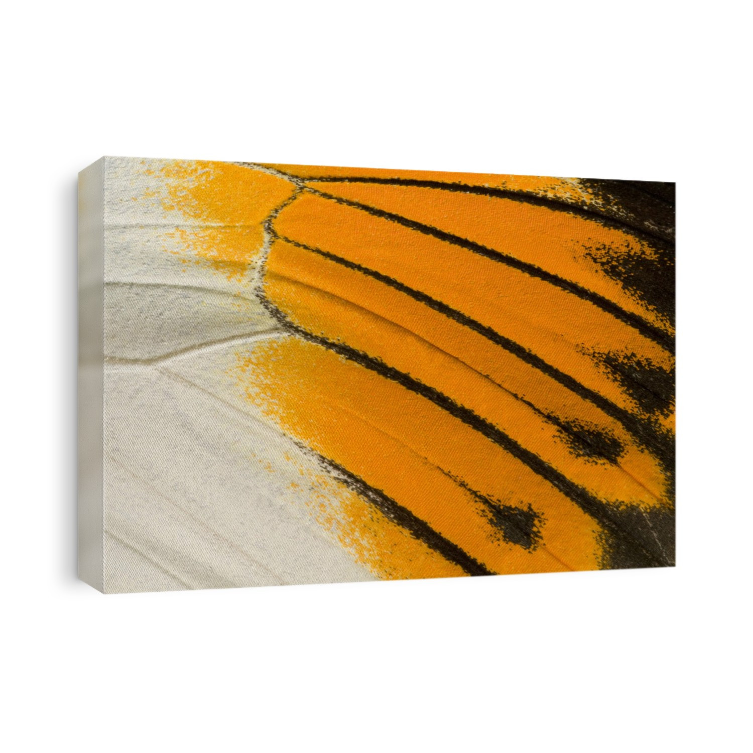 A macro abstract image of an upper wing section of a giant orange-tip butterfly (Hebomoia glaucippe) showing the bright pattern and arrangement of the wing scales. Long Sutton Wildlife Park. Lincolnshire, UK.