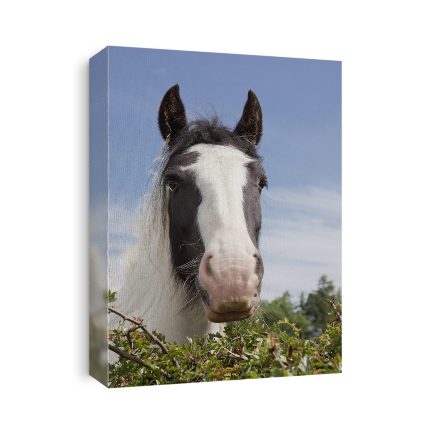 Clydesdale Horse Portrait