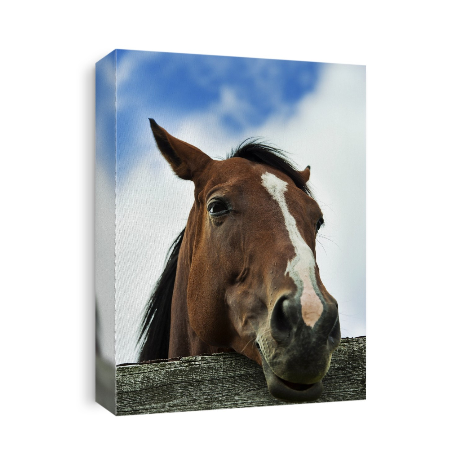 Horse portrait.