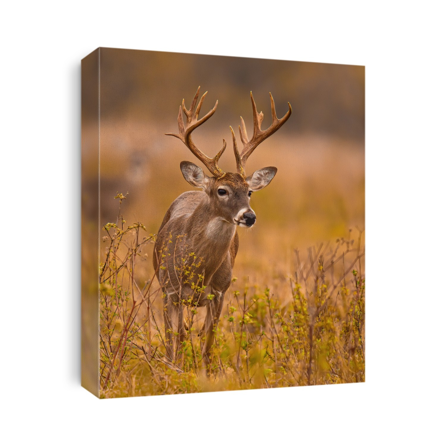 Whitetail Deer Trophy Buck in Fall