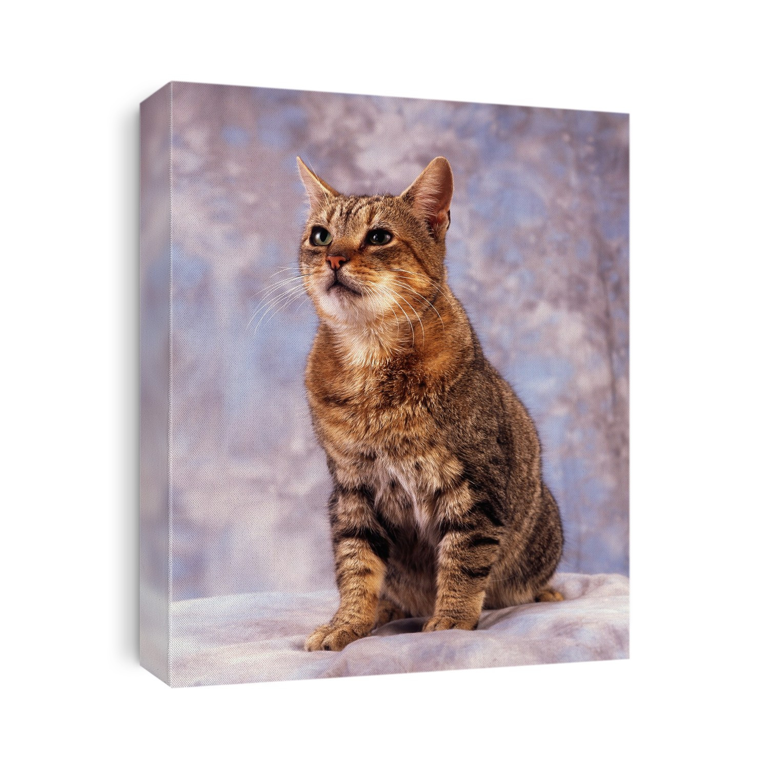 Tabby Cat; Portrait Of A Cat