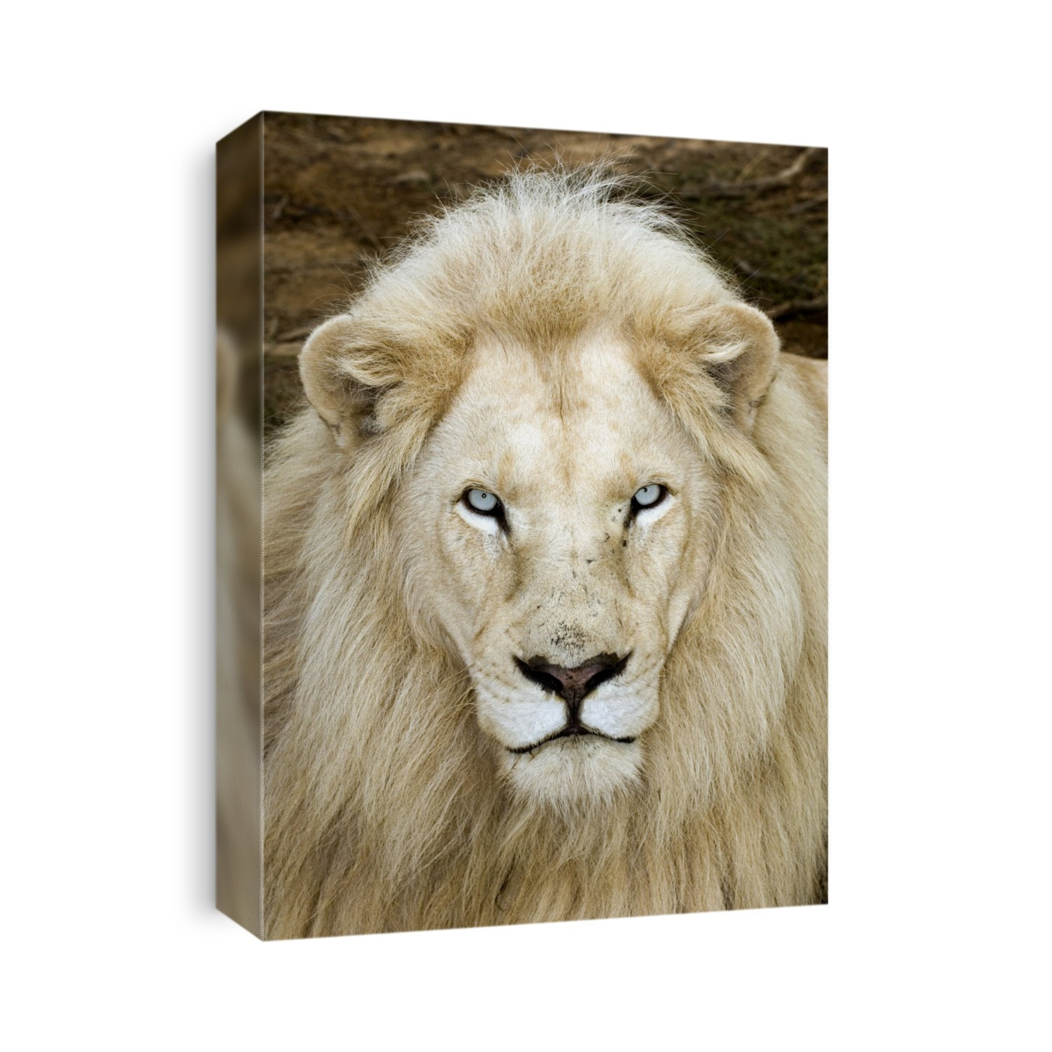 Male white lion (Panthera leo krugeri) with blue eyes. The white lion is only found in wildlife reserves in South Africa, where it is selectively bred. It is a rare colour mutation of the kruger subspecies and it is not an albino, but a leucistic. Leucism is a condition where pigment reduced in animals. Unlike albinism, it is caused by a reduction of all types of skin or hair pigment, not just melanin. Photographed in the Sanbona Nature Reserve, Western Cape, South Africa.