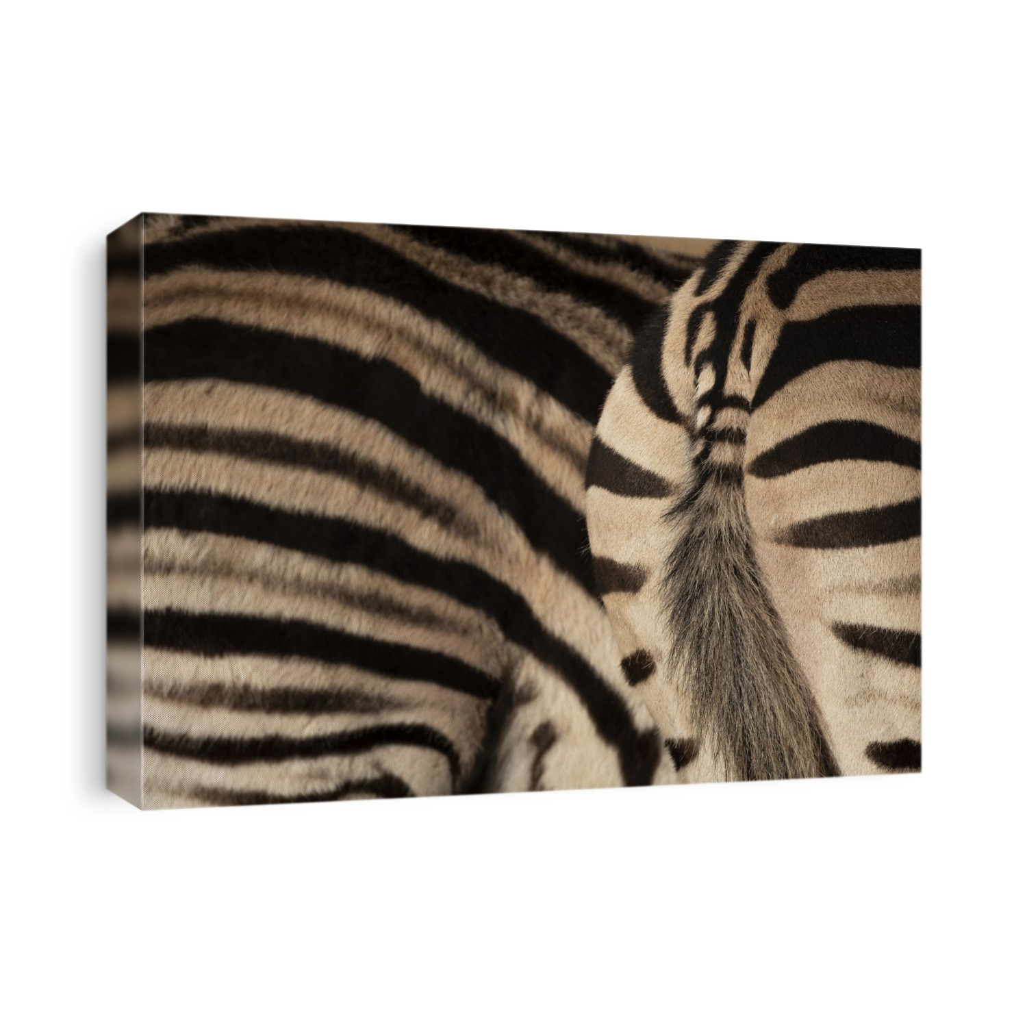The stripes of a Zebra provide disruptive camouflage in the wild.