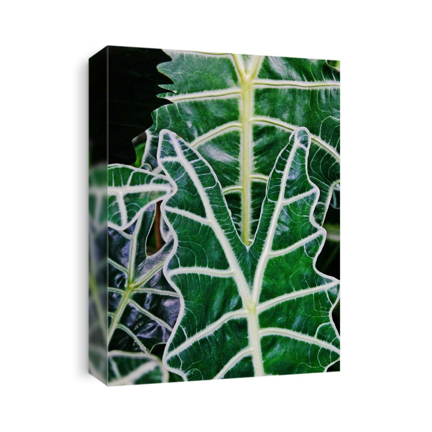 Kris plant (Alocasia amazonica) foliage. This plant's venation forms strong geometric patterns.