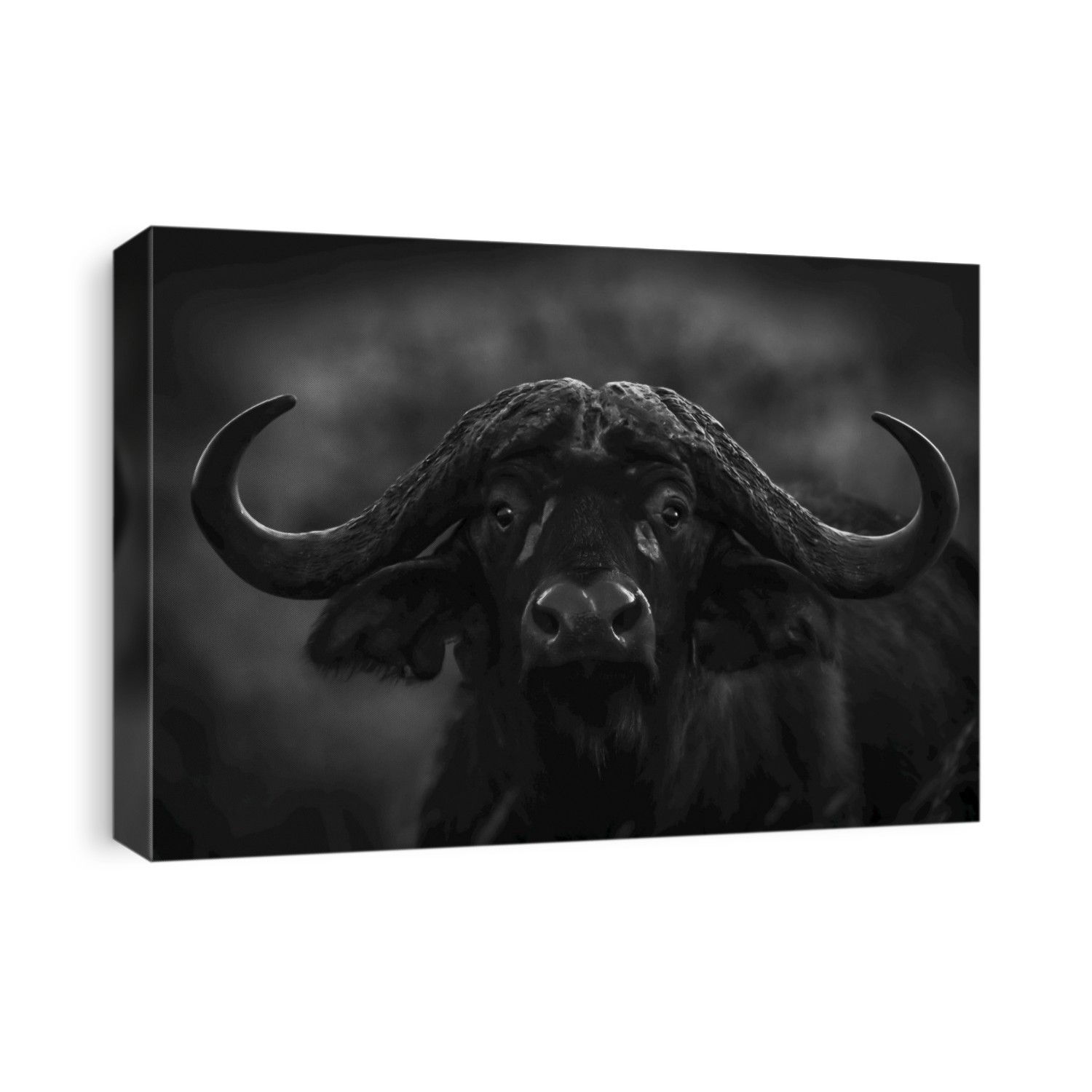 Monochrome close-up of Cape buffalo (Syncerus caffer) in dark, Serengeti National Park; Tanzania