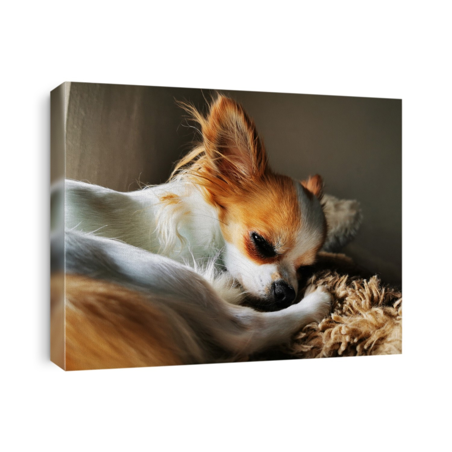 chihuahua Violka is resting at her sweet home