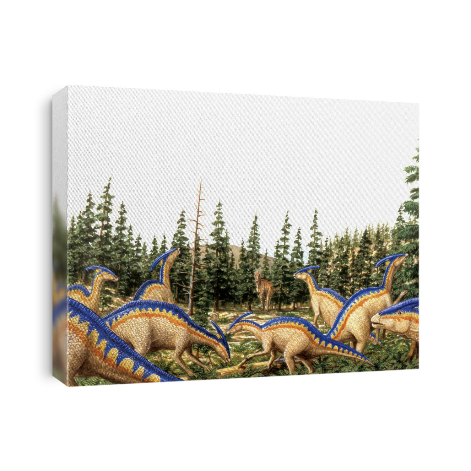 Parasaurolophus dinosaurs. Computer illustration of a carnivorous theropod watching a herd of Parasaurolophus sp. hadrosaurs grazing in a prehistoric forest clearing. These herbivorous dinosaurs lived around 76 to 70 million years ago, during the Late Cretaceous period, in what is now North America.