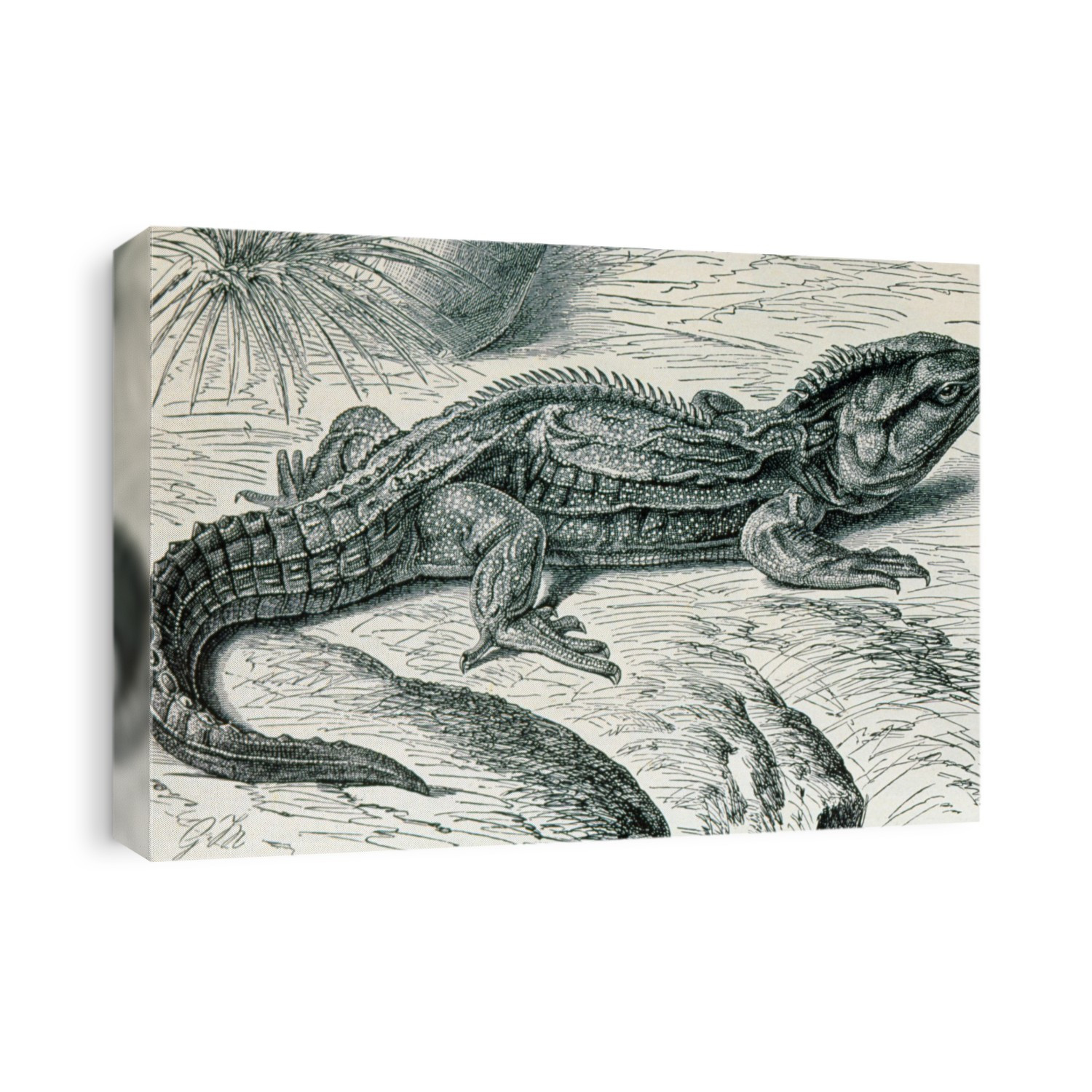 Tuatara. 1896 engraving of a tuatara, a rare species of reptile sometimes called a "living fossil". The tuatara (Sphenodon punctatus) is the only surviving species of the Rhynchocephalia, an ancient order of reptiles that was widespread in the era of the dinosaurs. Fossil evidence suggests that the tuatara's basic body plan has remained unchanged for 200 million years. The species is restricted to a few tiny islands near mainland New Zealand. Adults measure up to 65cm in length and are most active at twilight or night, feeding on insects, worms and snails. With an optimum body temperature of only 12 degrees C the tuatara has the lowest requirement for warmth of all reptiles.