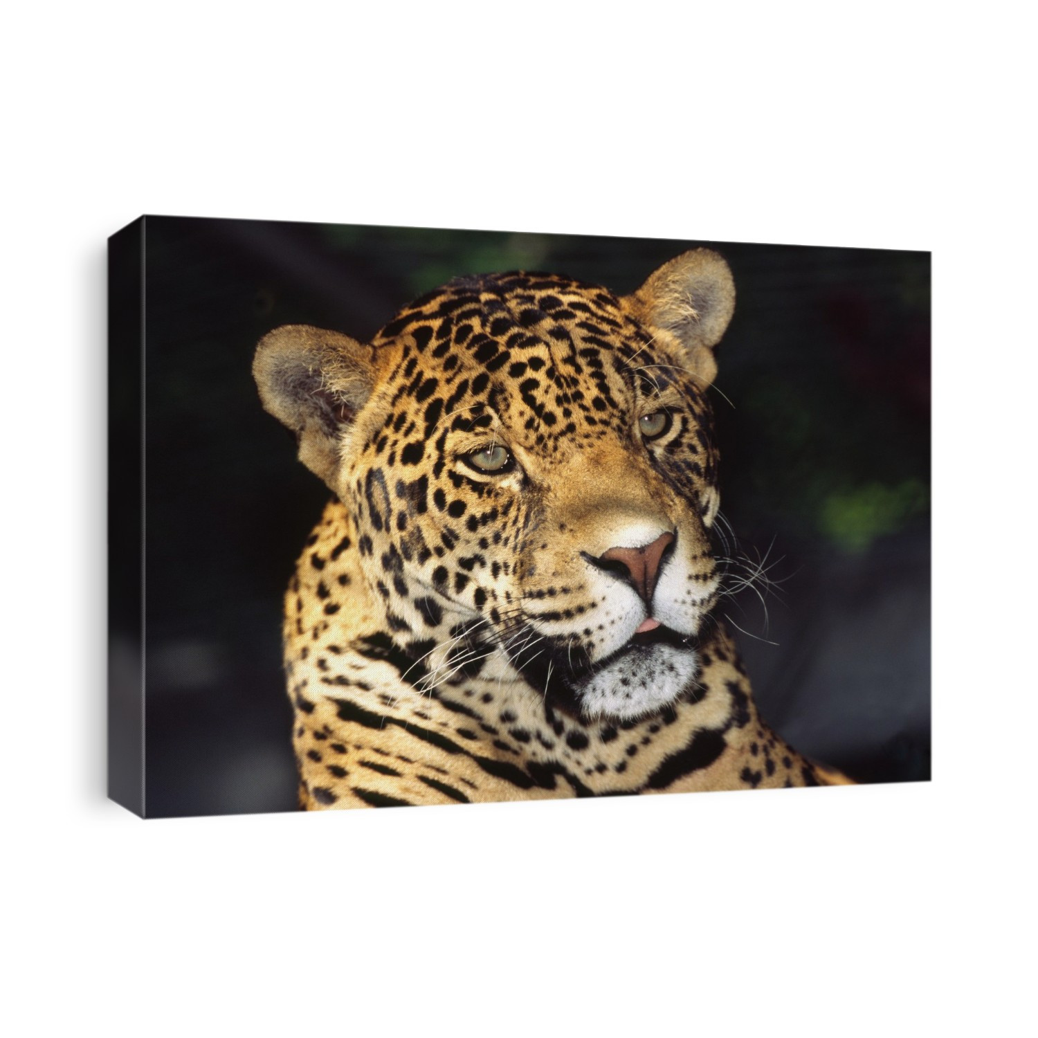 Jaguar (Panthera onca). The jaguar is native to the Southwestern US, Central America and South America. It is the third largest of the big cats, after the lion and tiger.