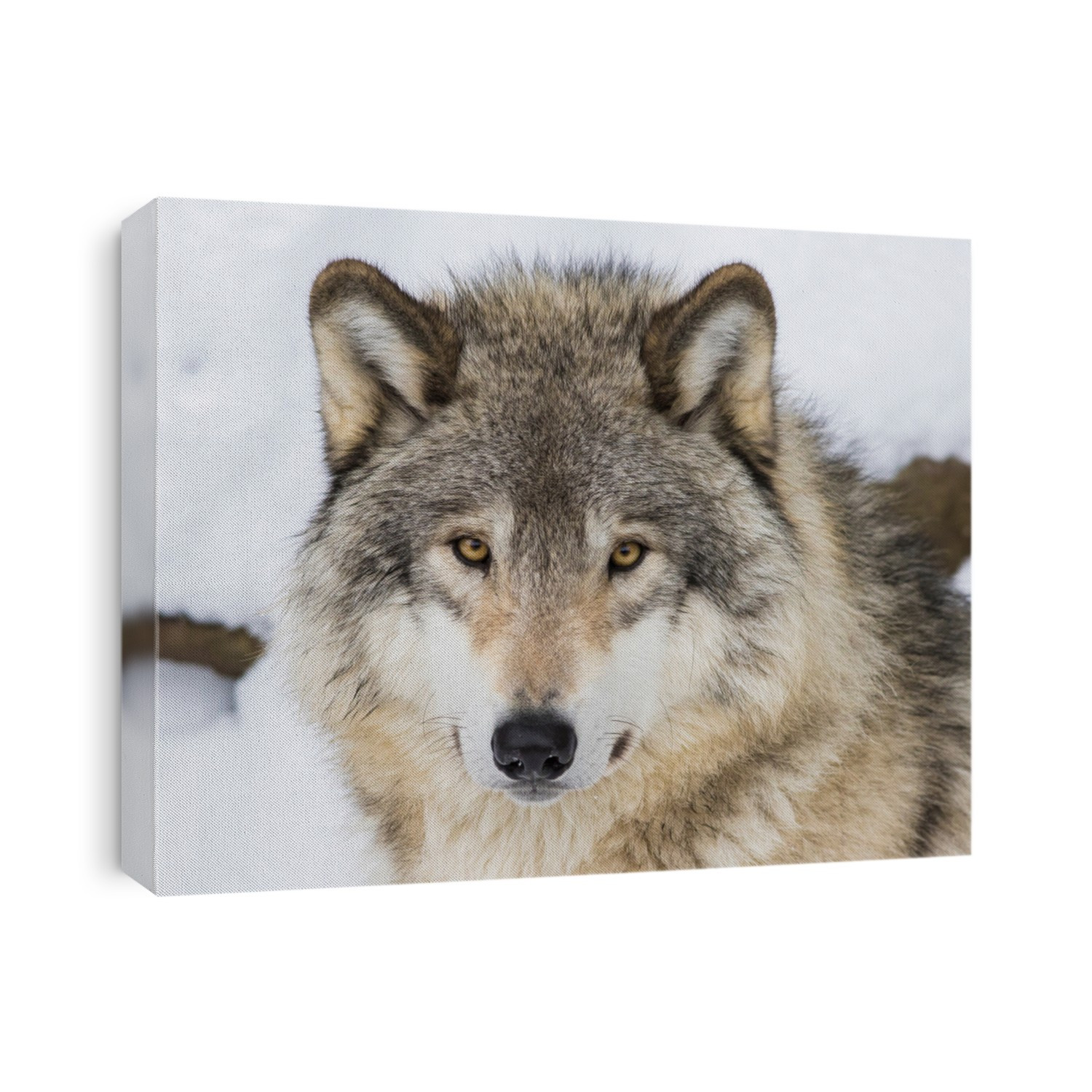 Wolf portrait. Northwestern wolf (Canis lupus occidentalis), also known as the Canadian timber wolf
