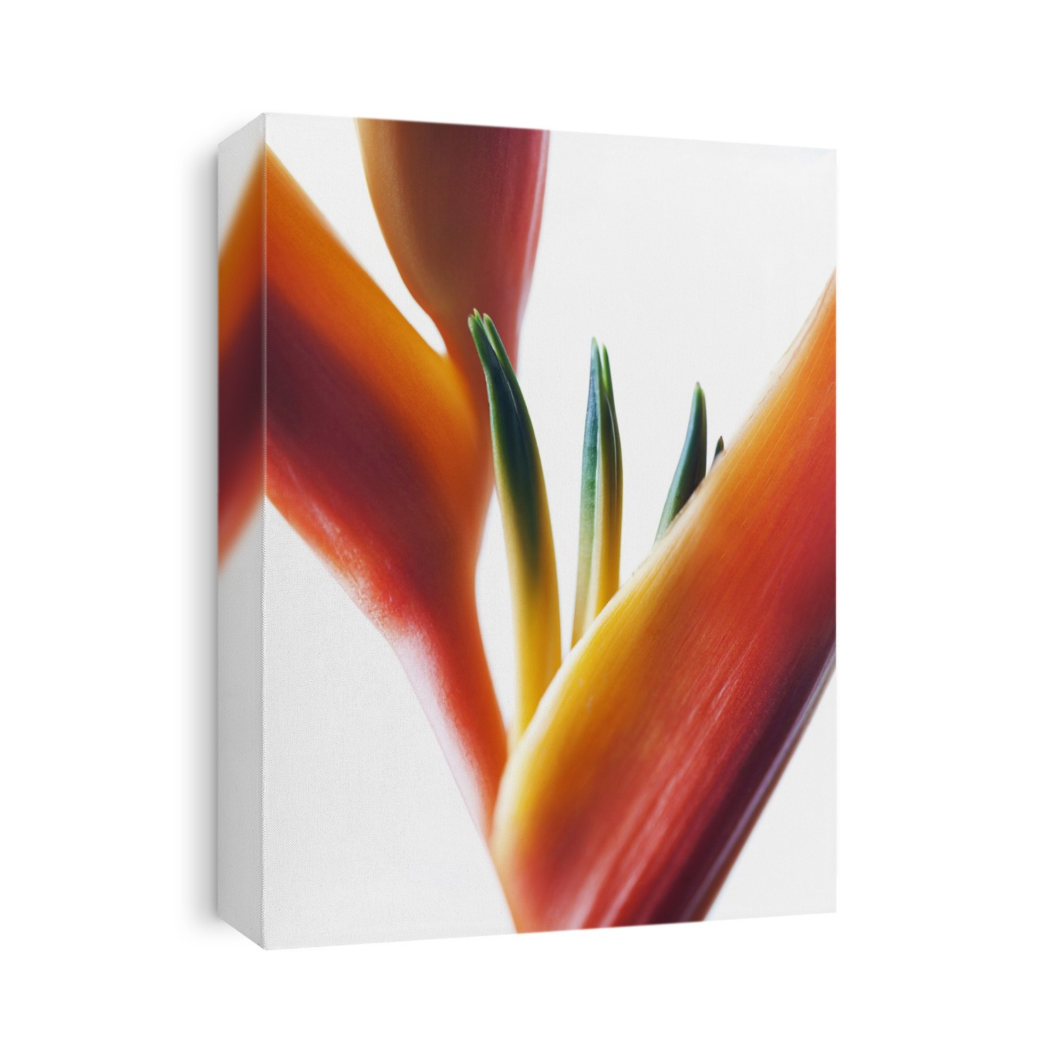 A macro close-up of a beautiful orange and yellow Heliconia flower against a white background; Honolulu, Oahu, Hawaii, United States of America