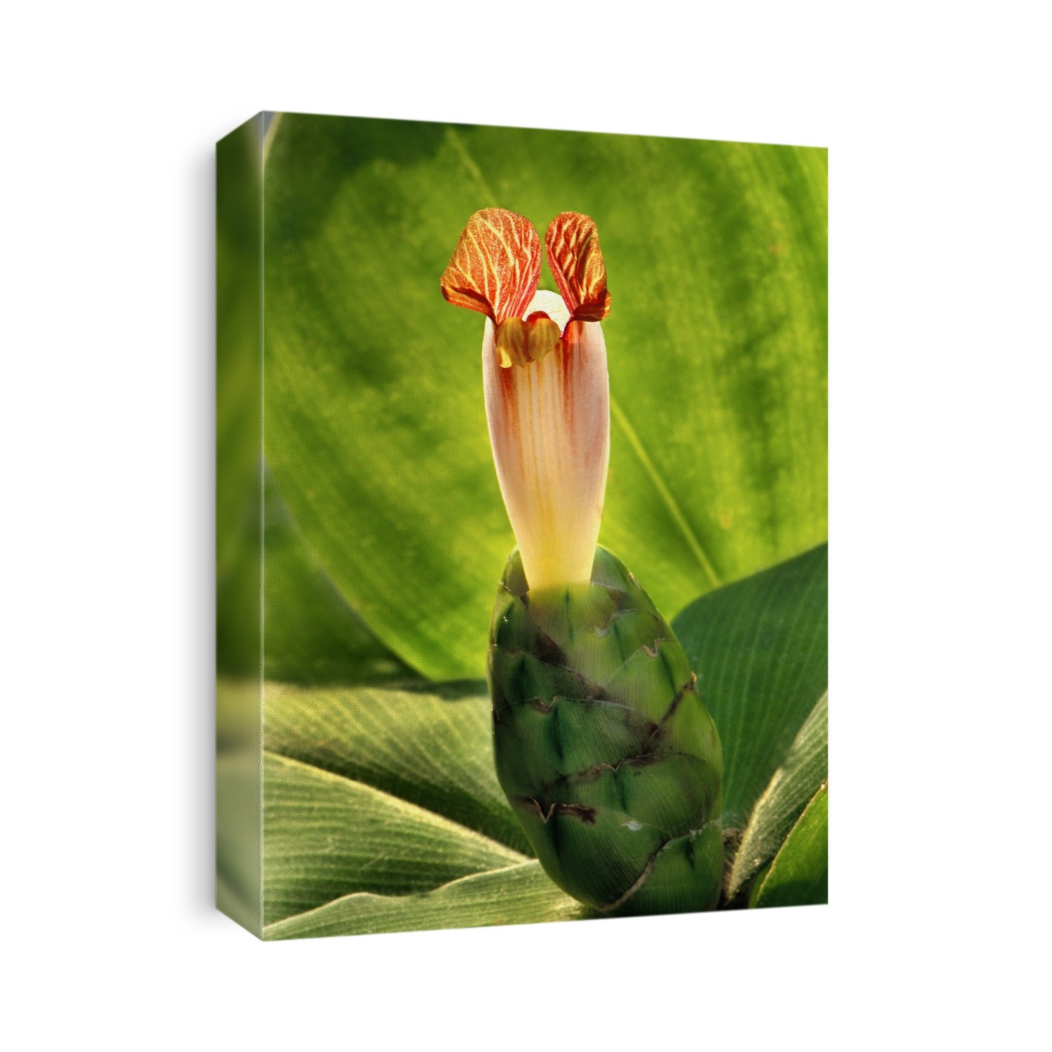 Spiral ginger flower (Costus malortieanus). Photographed in India.