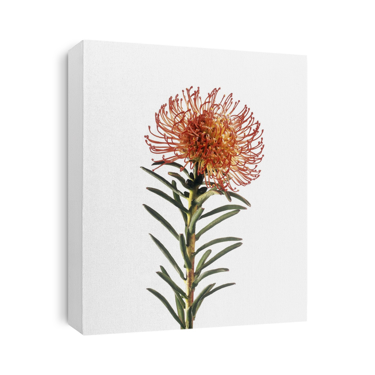 Pincushion flower (Leucospermum sp.). The protrusions on the flower head are styles which connect the stigma to the ovary, facilitating the movement of pollen to the ovules. This flower is native to South Africa.