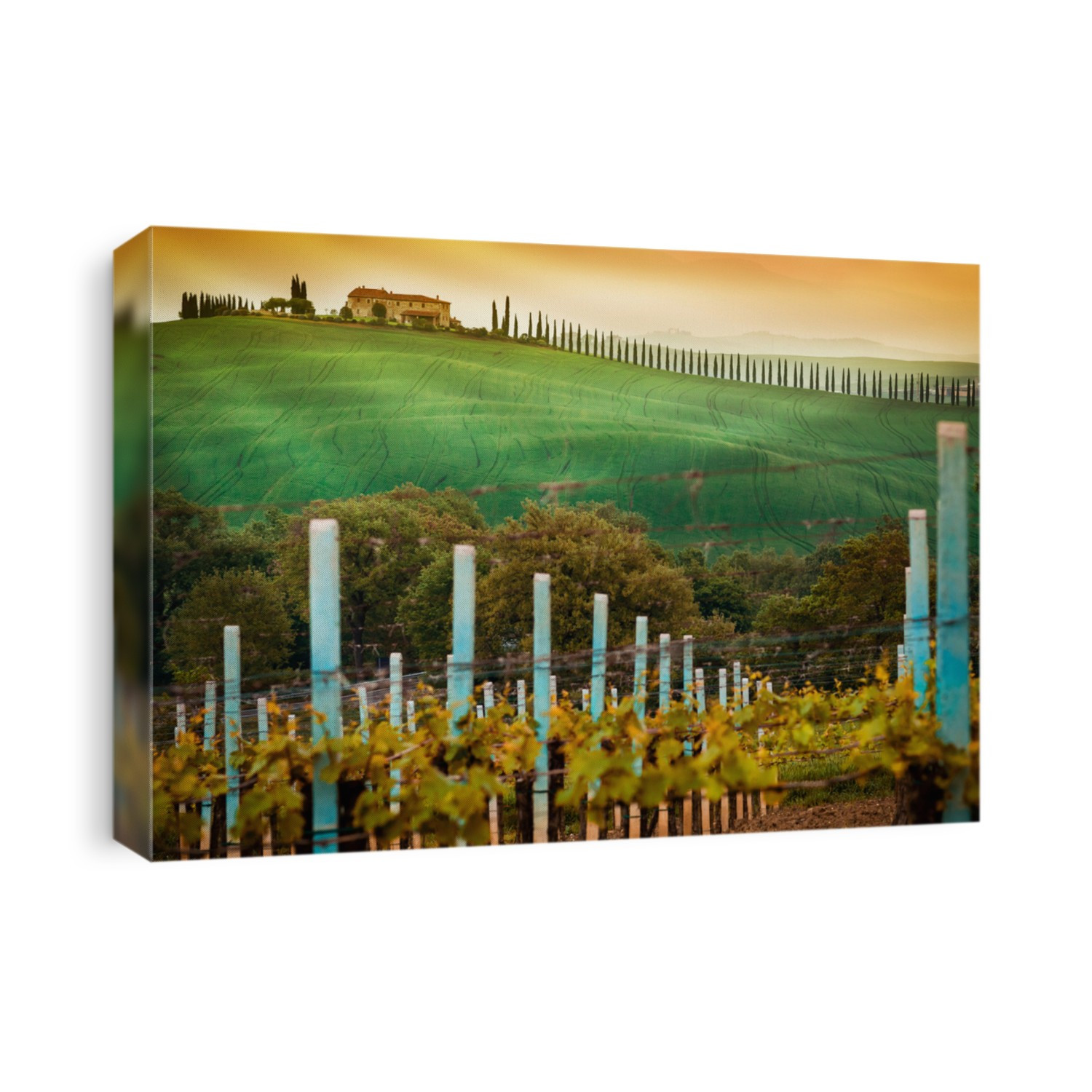 Vineyard landscape in Tuscany, Italy