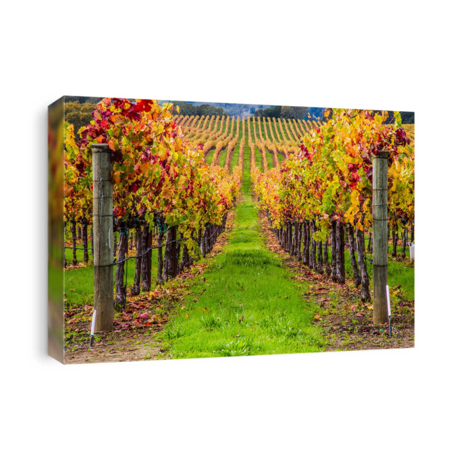 vineyard view on a rainy and golden sunrise on the California Winery region of Napa and Sonoma