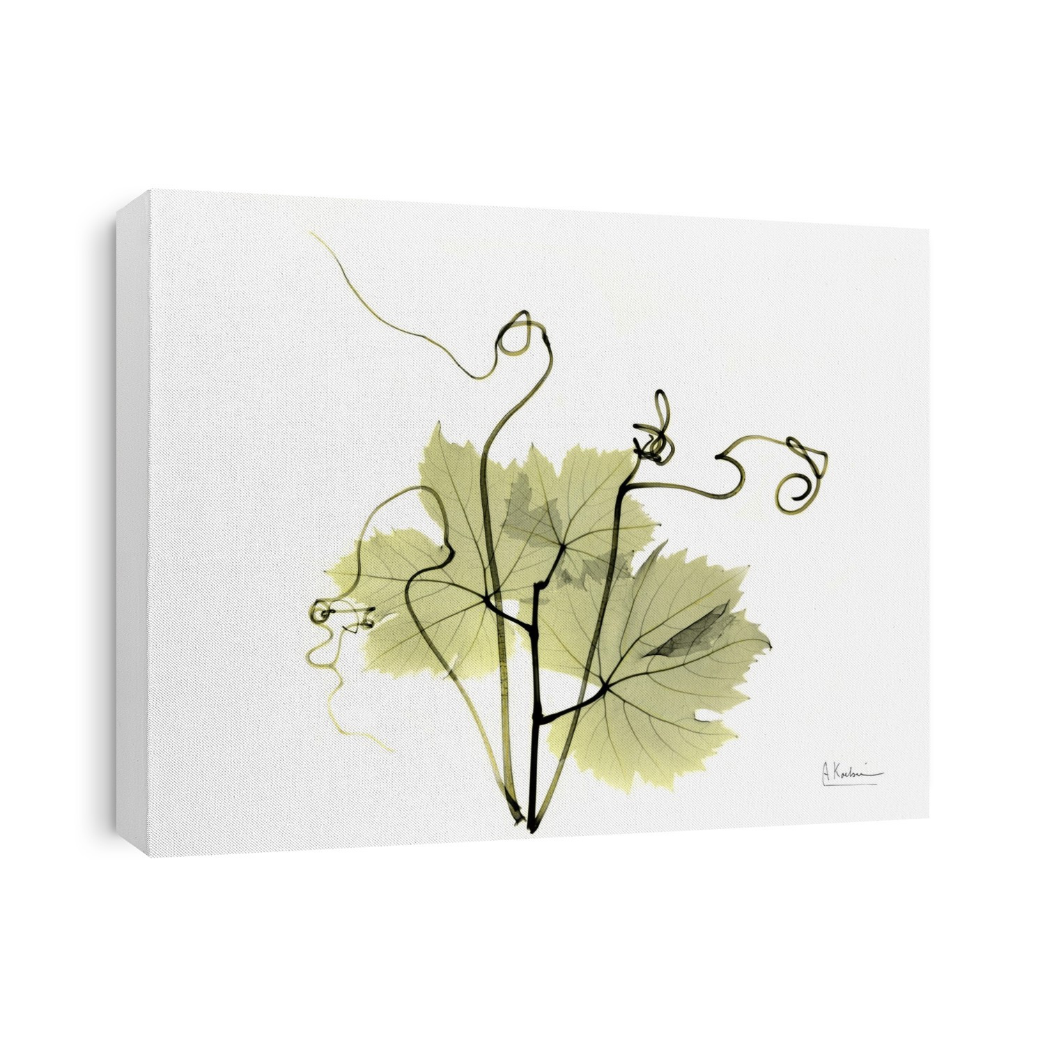 Grape (Vitis sp.) leaves and tendrils, coloured X-ray.
