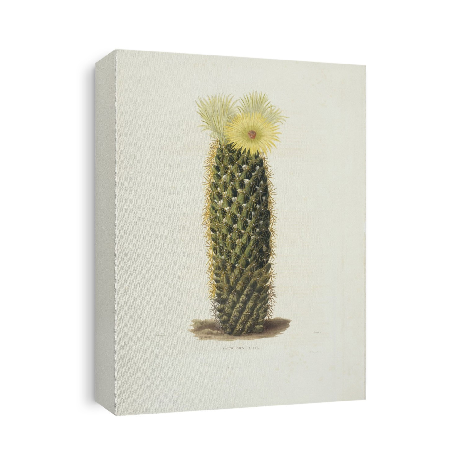 Cactus (Mammillaria erecta) in flower. Illustration from 'Iconographie Descriptive des Cactees '(1841-1847) by Charles Antoine Lemaire.