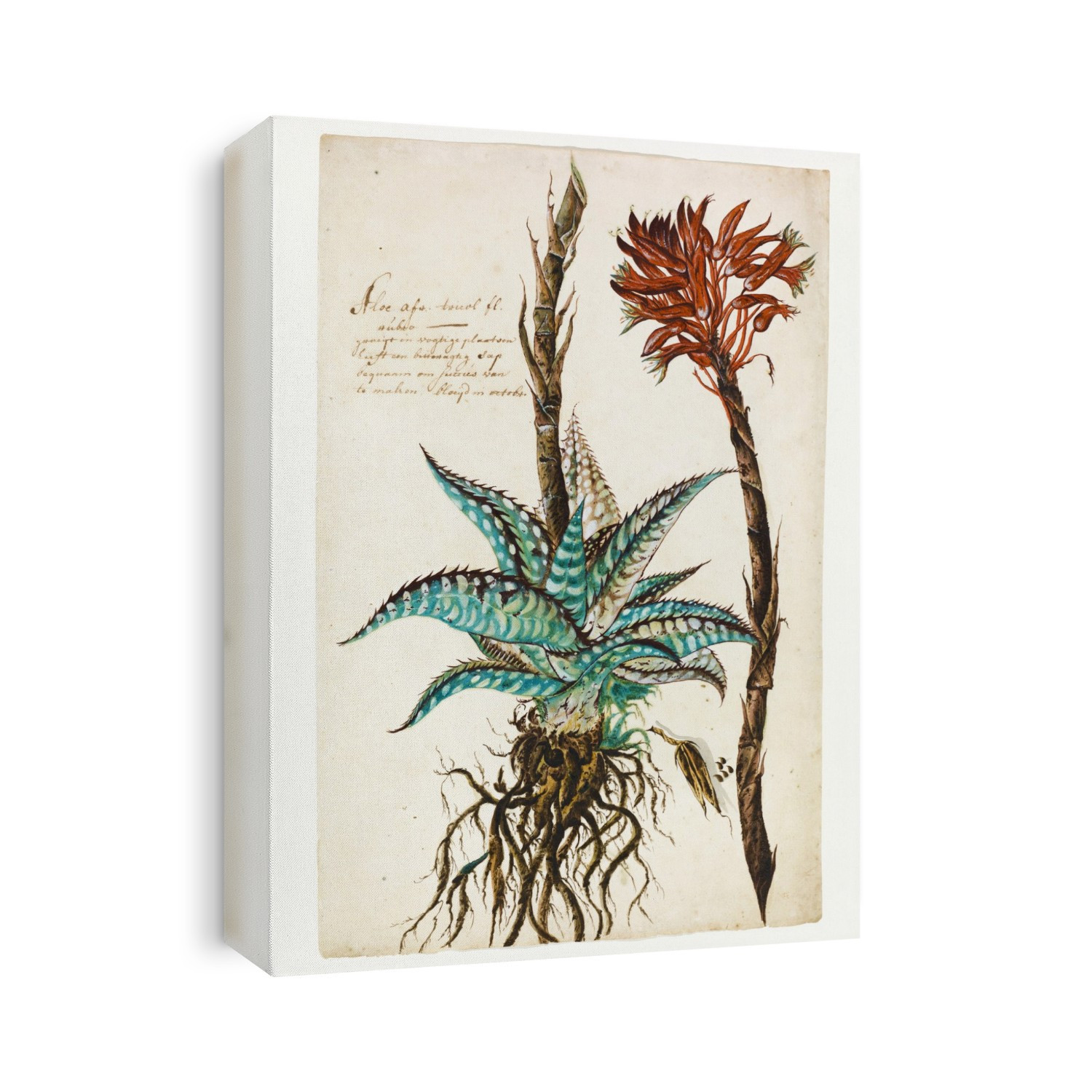 Tiger aloe. 17th-century illustration of the tiger aloe (Aloe variegata), also known as the partridge-breasted aloe. This plant is native to south-western Africa (parts of South Africa and Namibia). The text at upper left is in Dutch.