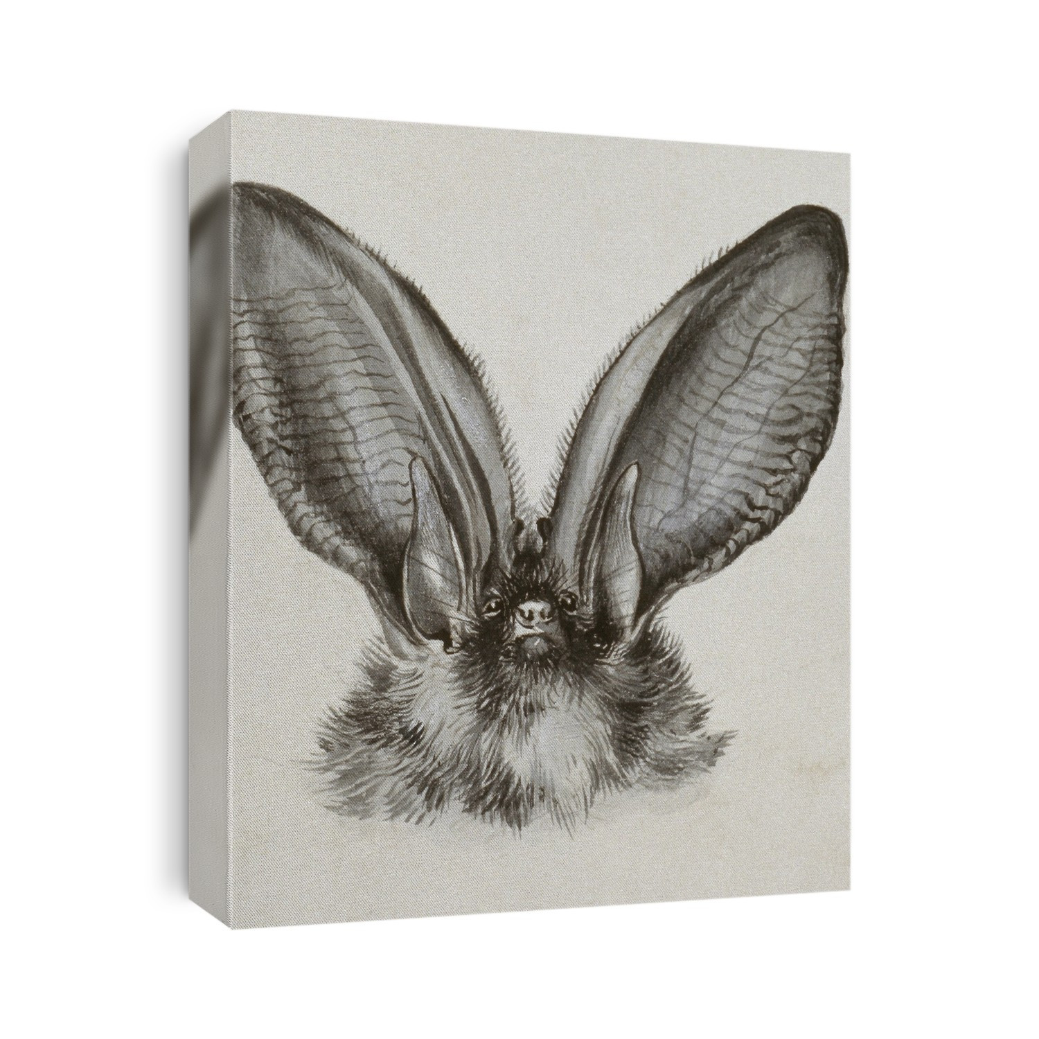 Long-eared bat (Plecotus auritus) head, artwork.