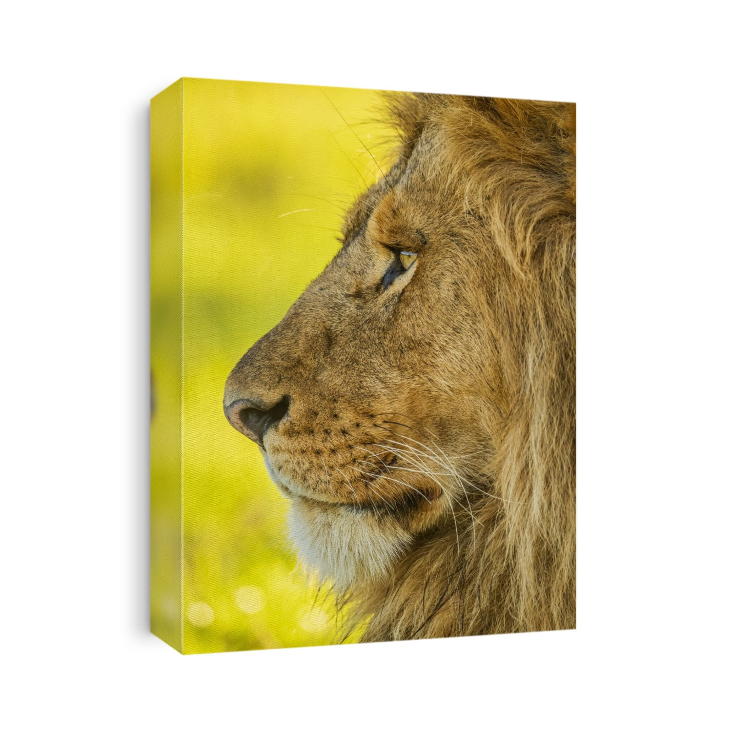 Close-up portrait of the profile of a male lion's face (Panthera leo); Tanzania