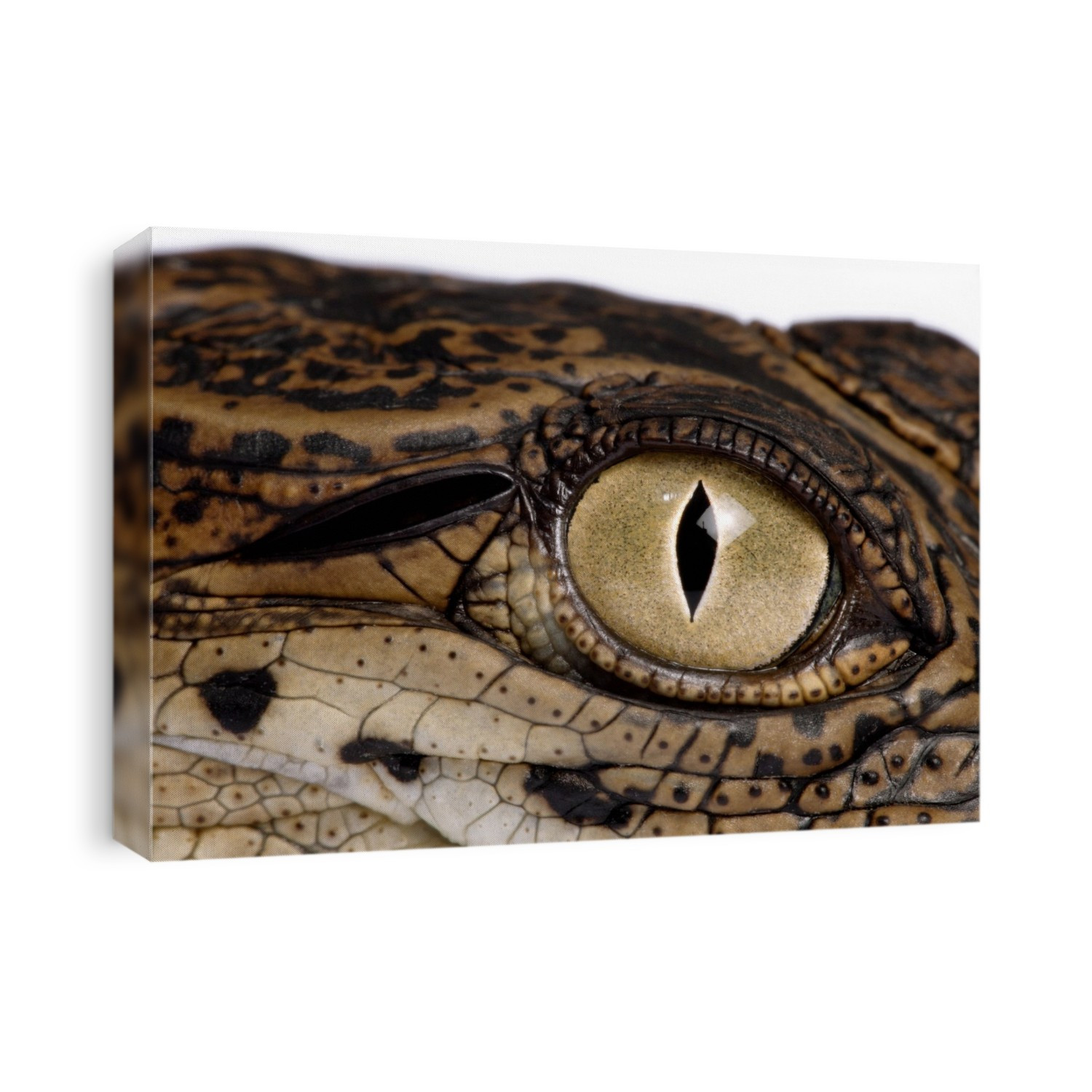Eye and ear (slot) of a young Nile crocodile (Crocodylus niloticus). This carnivorous predator reaches lengths of over six metres when fully grown. It inhabits tropical and subtropical areas of Africa, near swamps, lakes and rivers. The young, born from eggs, are initially around 30 centimetres long. They grow to around 1.2 metres in length over the next two years, before becoming independent and leaving the nest area. Crocodiles have good eyesight and hearing. The vertical pupil of a crocodile's eye aids hunting at night. Photographed in 2011, at the Pierrelatte crocodile farm (La Ferme aux Crocodiles) in southern France.