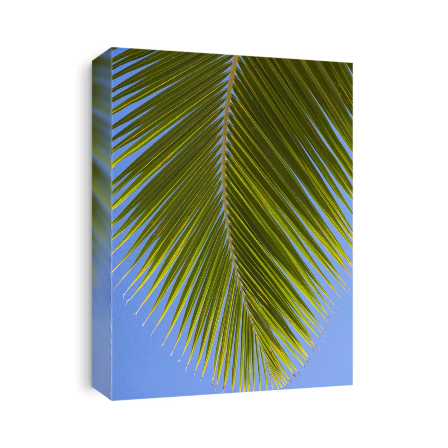 Close-up of a green coconut tree palm frond against a clear blue sky; Honolulu, Oahu, Hawaii, United States of America