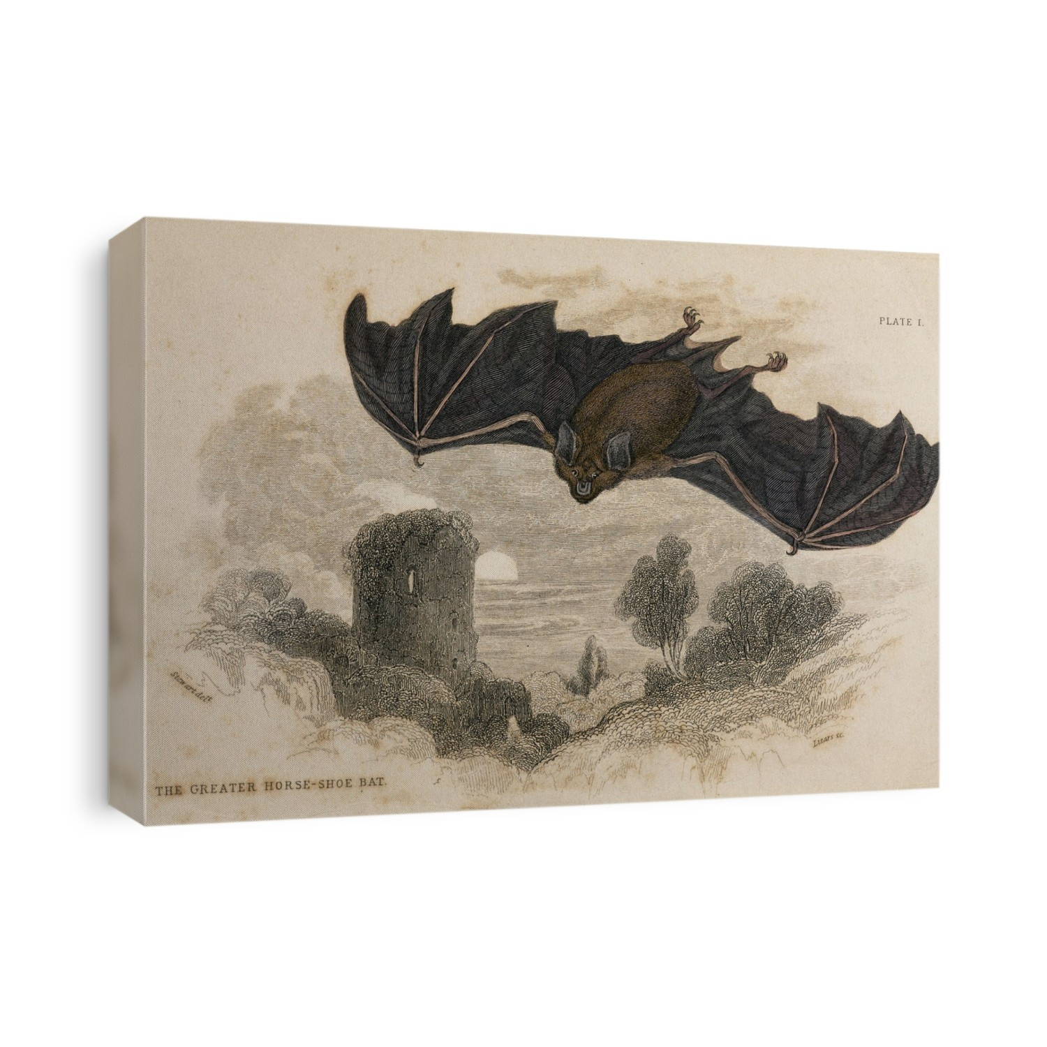 Greater horseshoe bat (Rhinolophus ferrumequinum) from Jardine's "Naturalist's Library" series engravings by Lizars, drawn by Stewart. Published mid 1830's.
