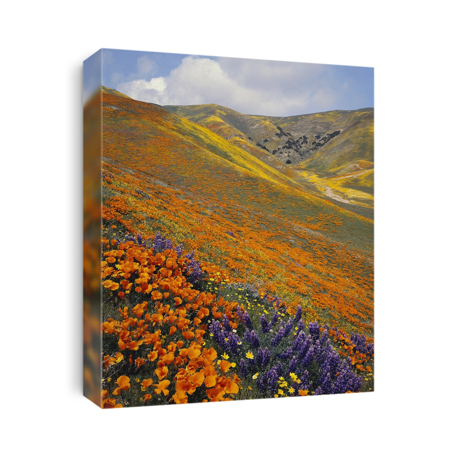 Landscape of wildflowers growing on hills; California, United States of America