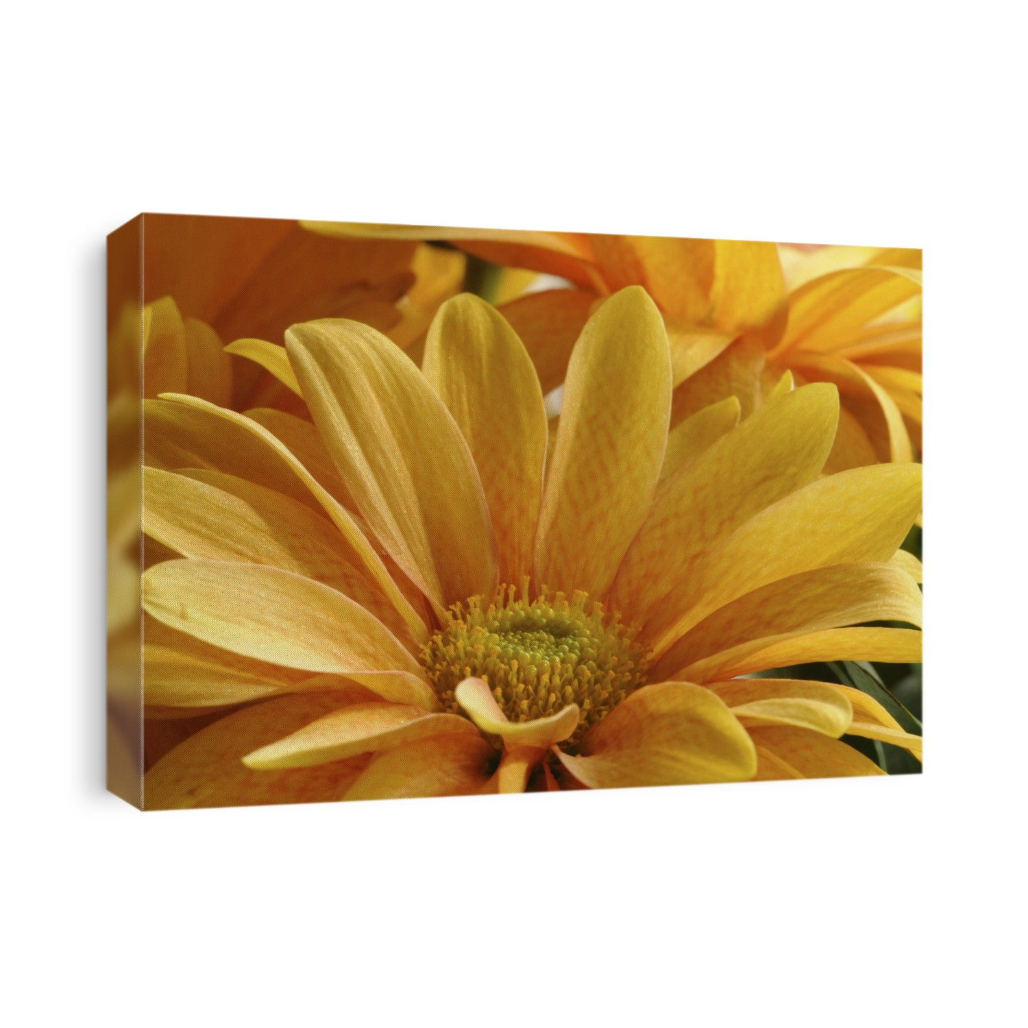Close up of yellow ornamental daisies.; Arlington, Massachusetts.