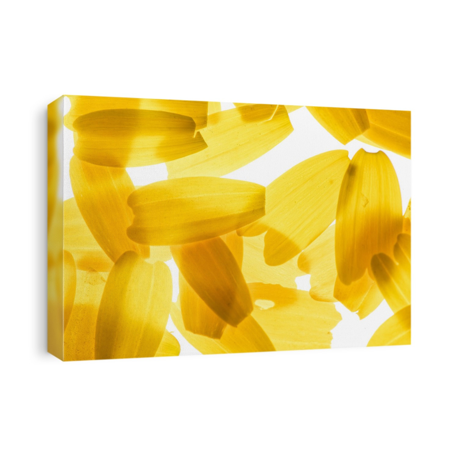 Back lit Flower petals photographed on a light box