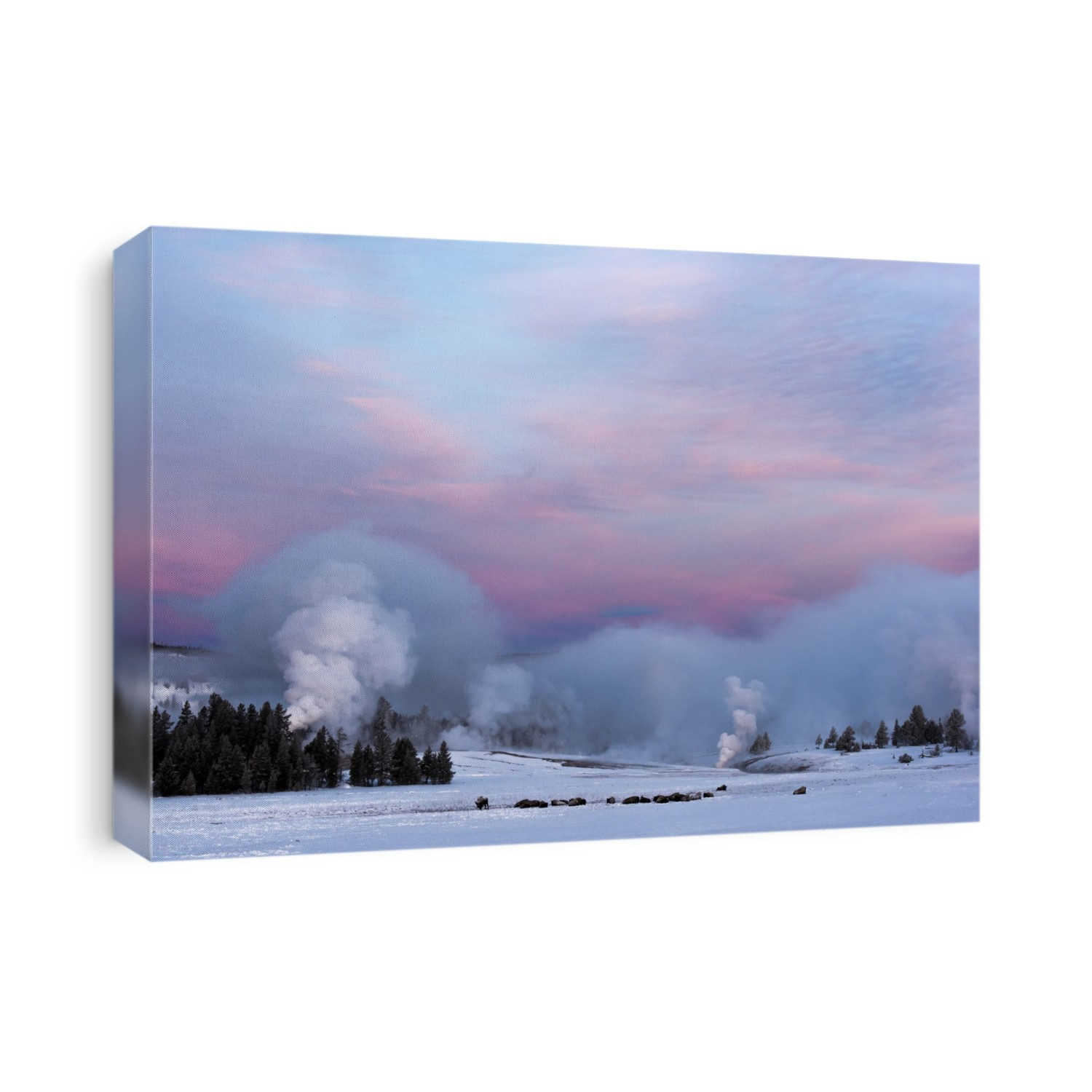 American Bison (Bison bison) lying on the warm ground next to Castle Geyser erupting with thermal steam into the air over the winter landscape in the Upper Geyser Basin at sunrise, Yellowstone National Park; Wyoming, United States of America