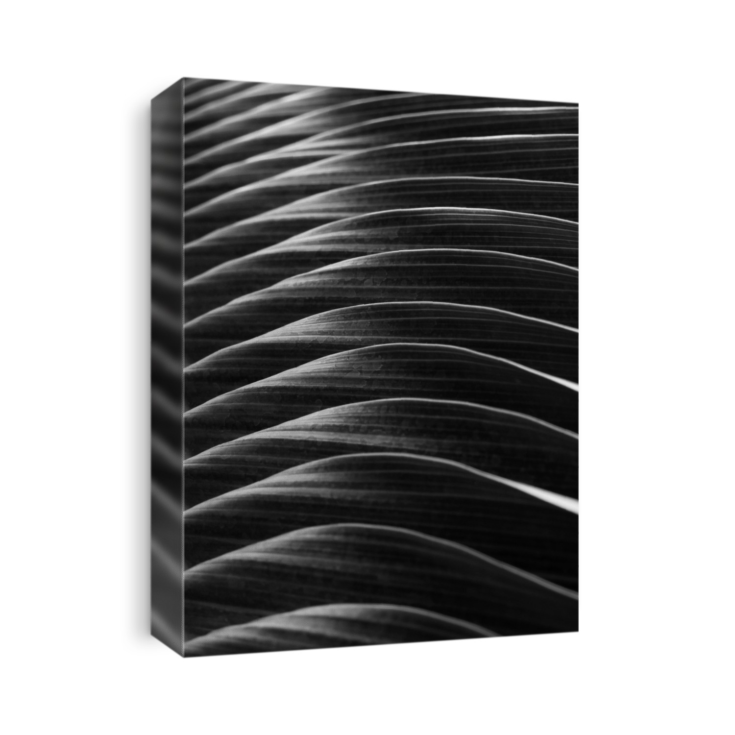black and white palm leaf texture