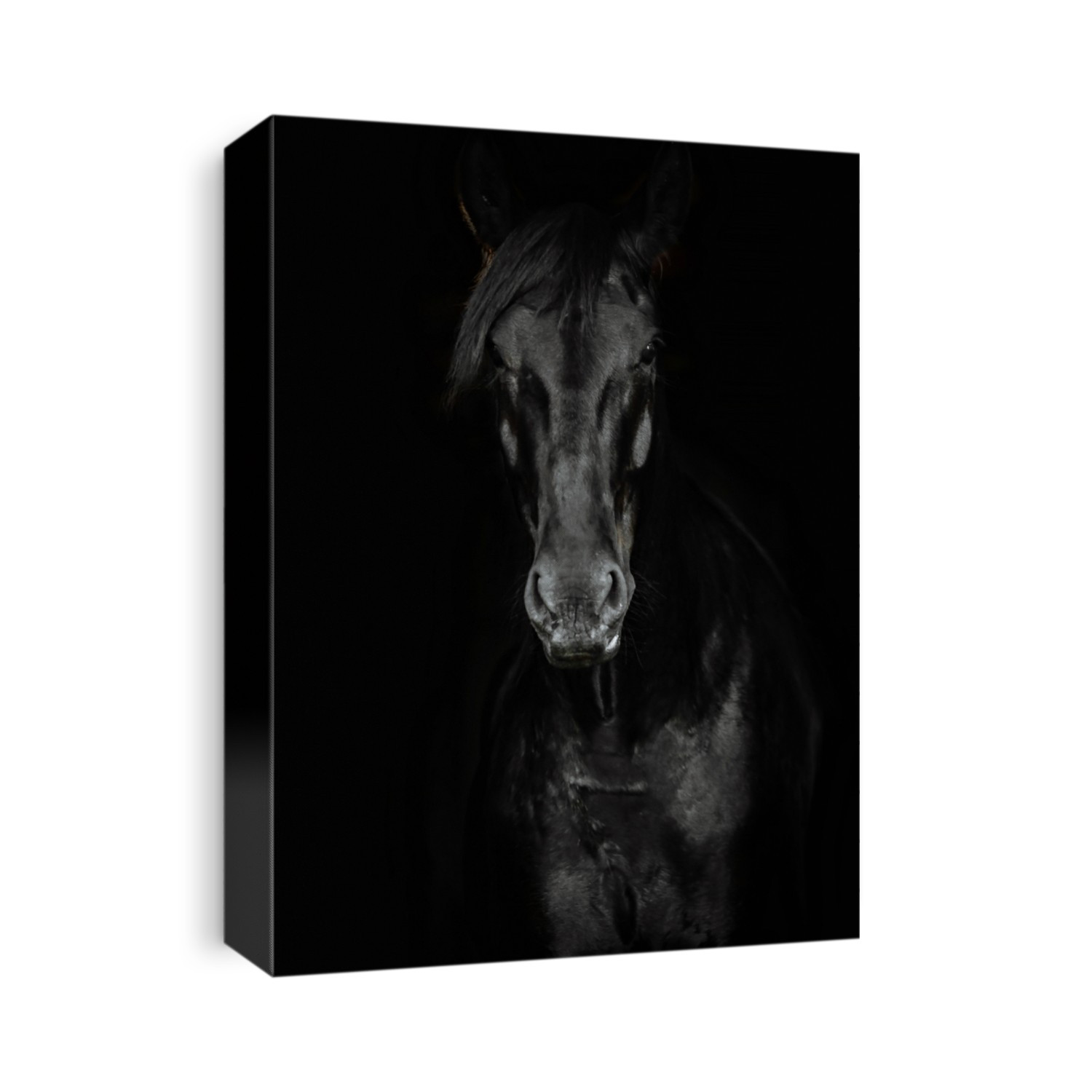 Portrait of a beautiful black horse on the black background.