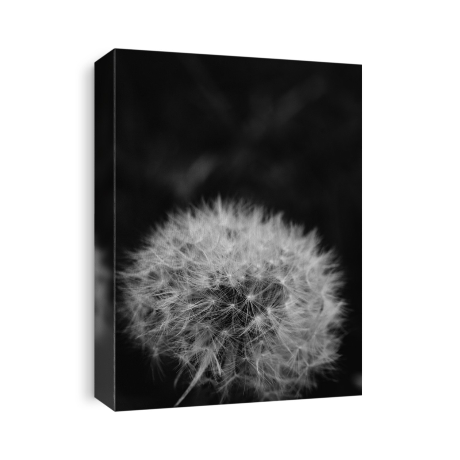Black and white abstract close up macro of dandelion head that has gone to seed with copy space above