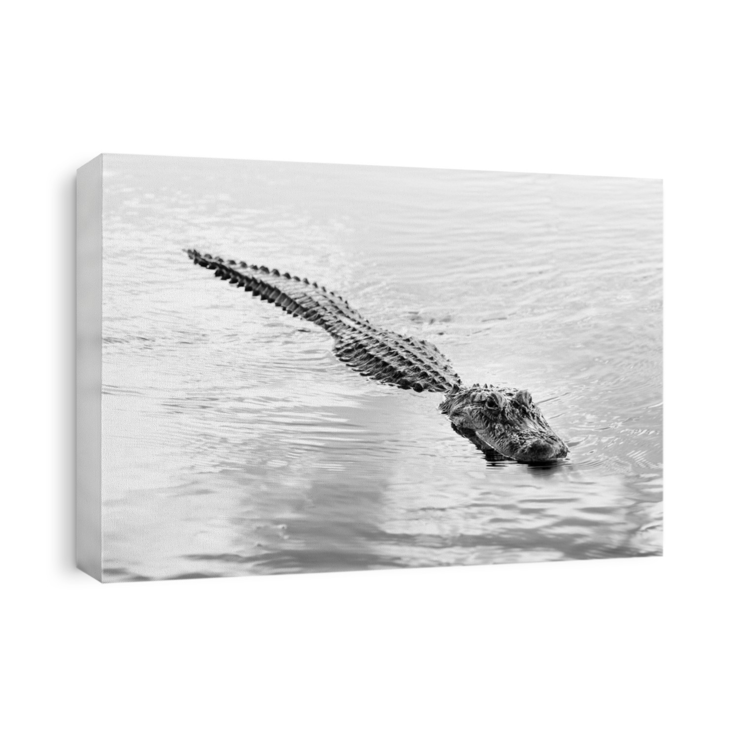 Alligator Black and White