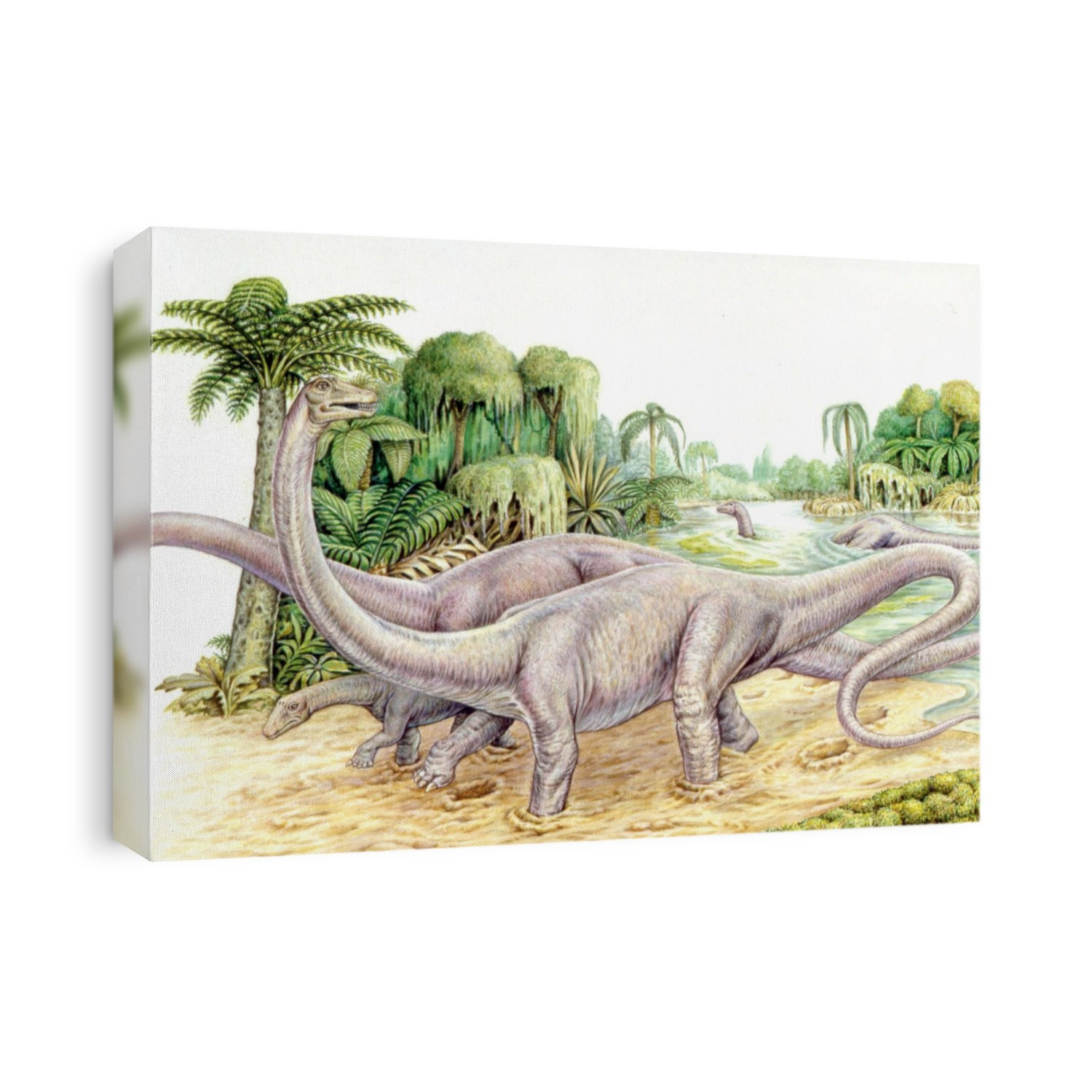 Diplodocus dinosaurs. Computer illustration of Diplodocus sp. dinosaurs by a river. These herbivorous sauropods lived from about 154 to 150 million years ago during the Late Jurassic Period, in what is now the Western United States. They are thought to have reached an average length of up to 54 metres, making them the longest known dinosaurs.