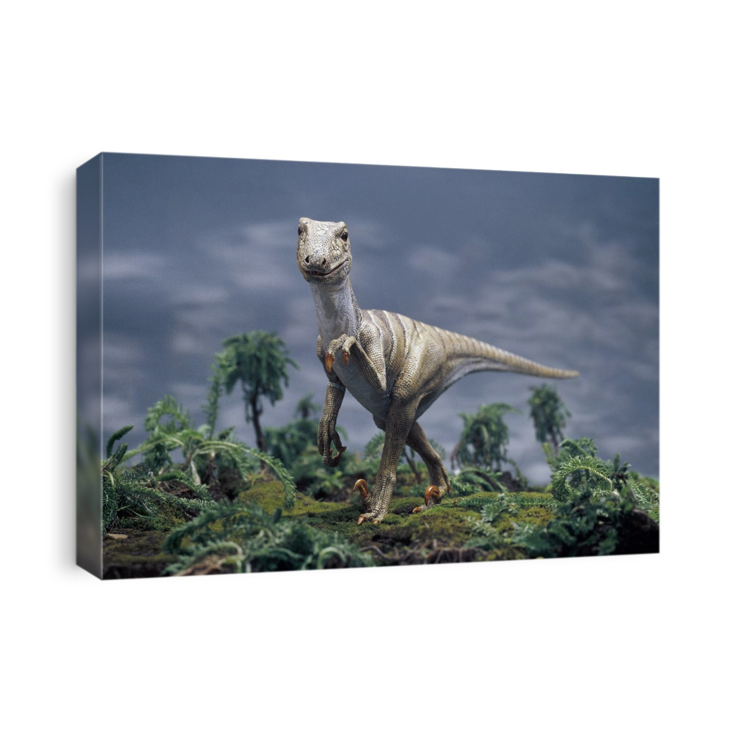 Deinonychus dinosaur model. This carnivorous dinosaur lived around 144 million years ago. Fossil evidence has been discovered in Montana, USA.