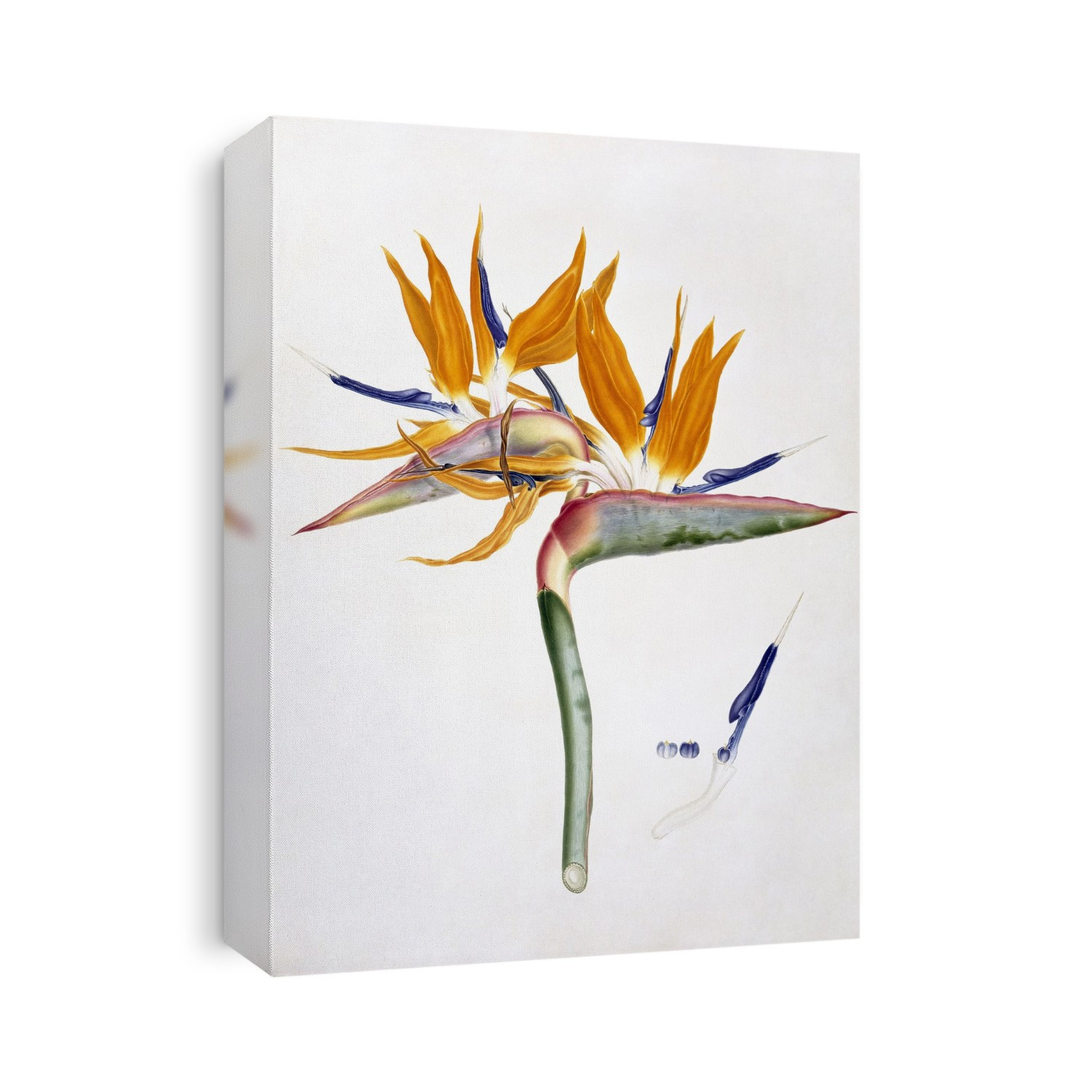 19th century illustration of golden bird of paradise (Strelitzia reginae) flowers. Watercolour on paper from a collection of drawings by Franz Bauer ca.1818.