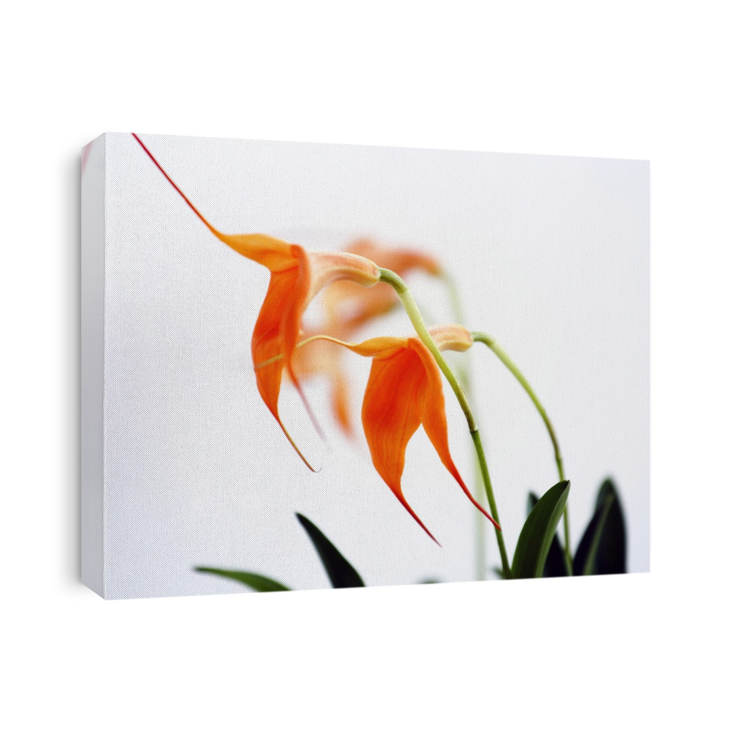 Masdevallia orchid with orange colours.