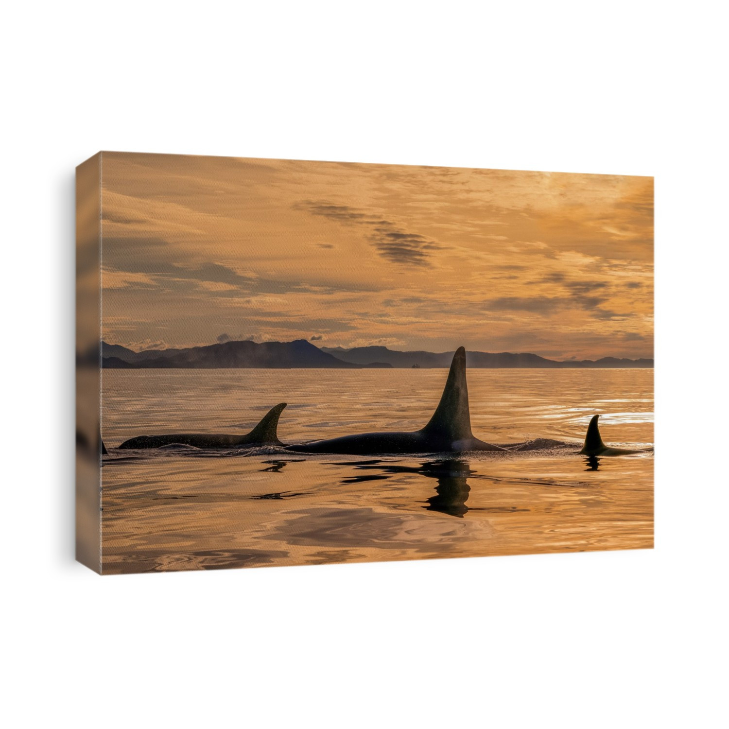 Orca whale (Orcinus orca) pod in Chatham Strait at sunset, Southeast Alaska; Alaska, United States of America