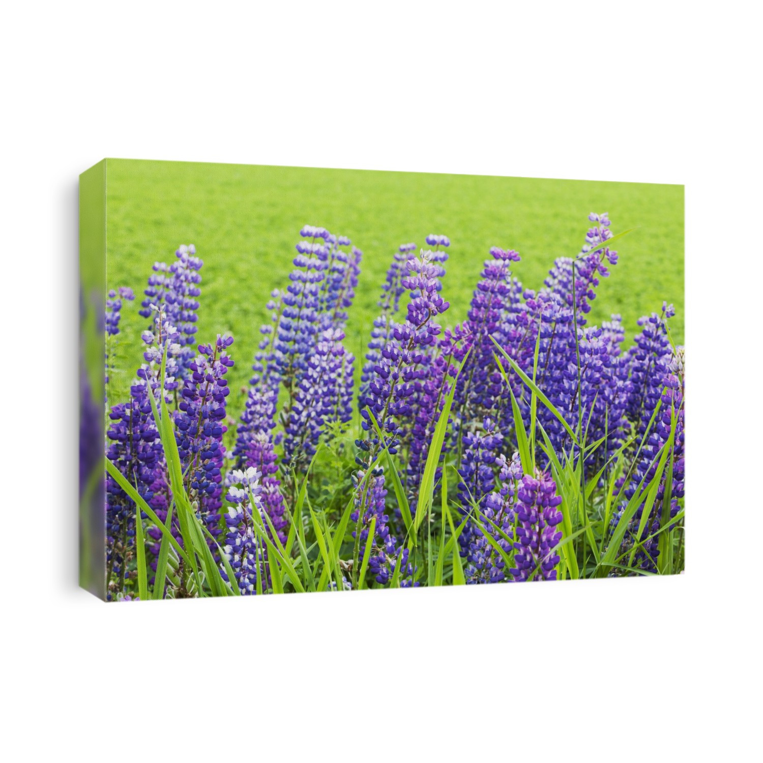 Purple Lupines; Thunder Bay, Ontario, Canada