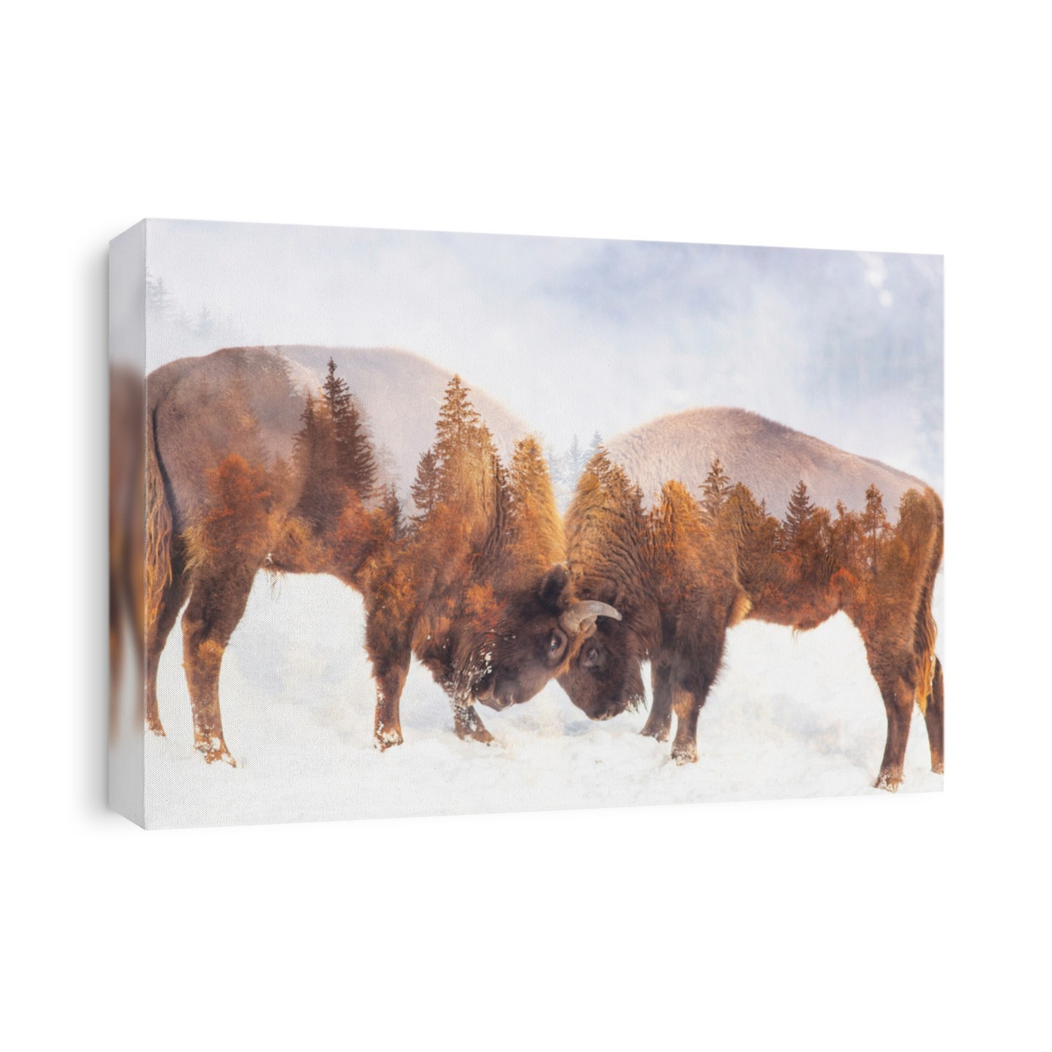 two bison fighting and pine forest double exposure
