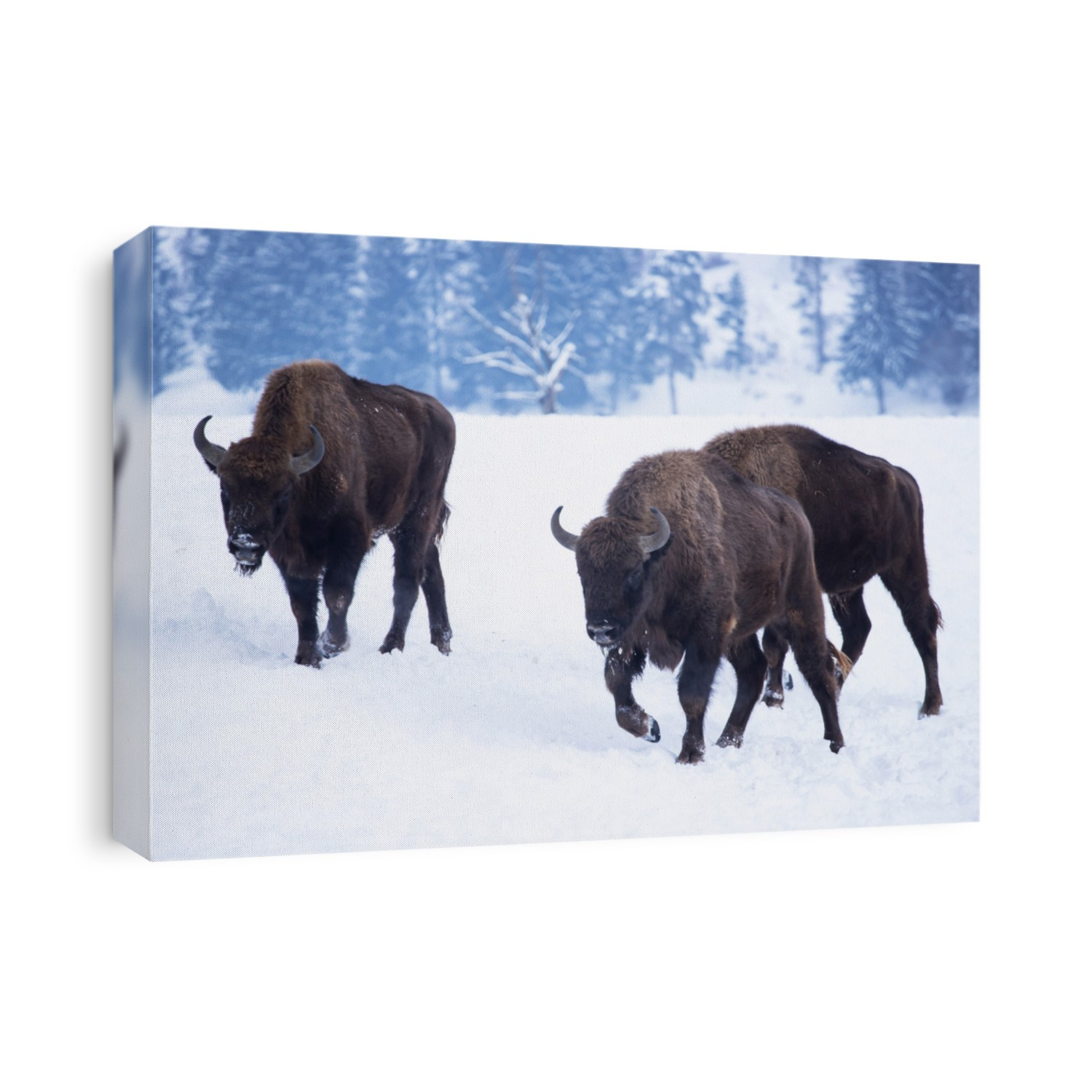 Wild european bisons in snowy forest