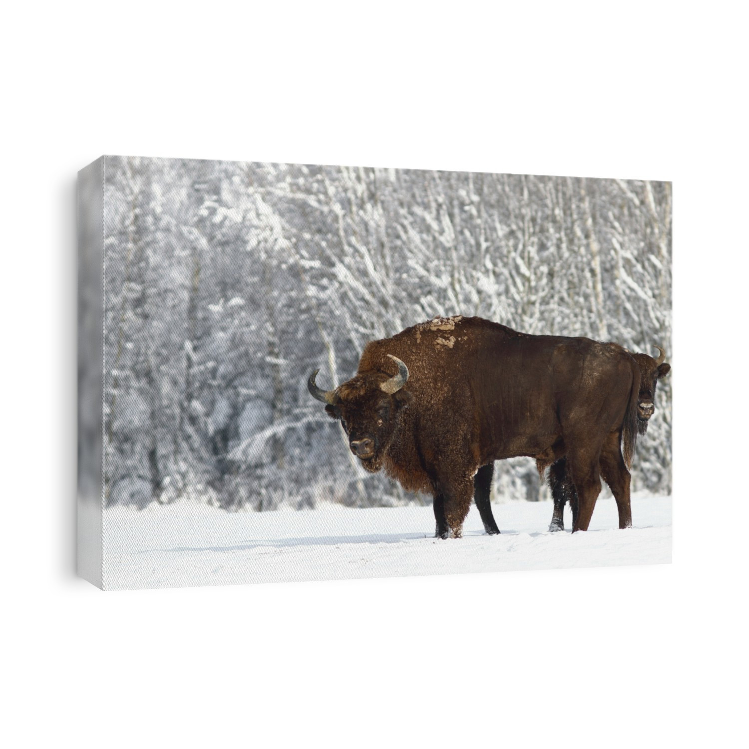 Bison- Bison bonasus (Mammal)