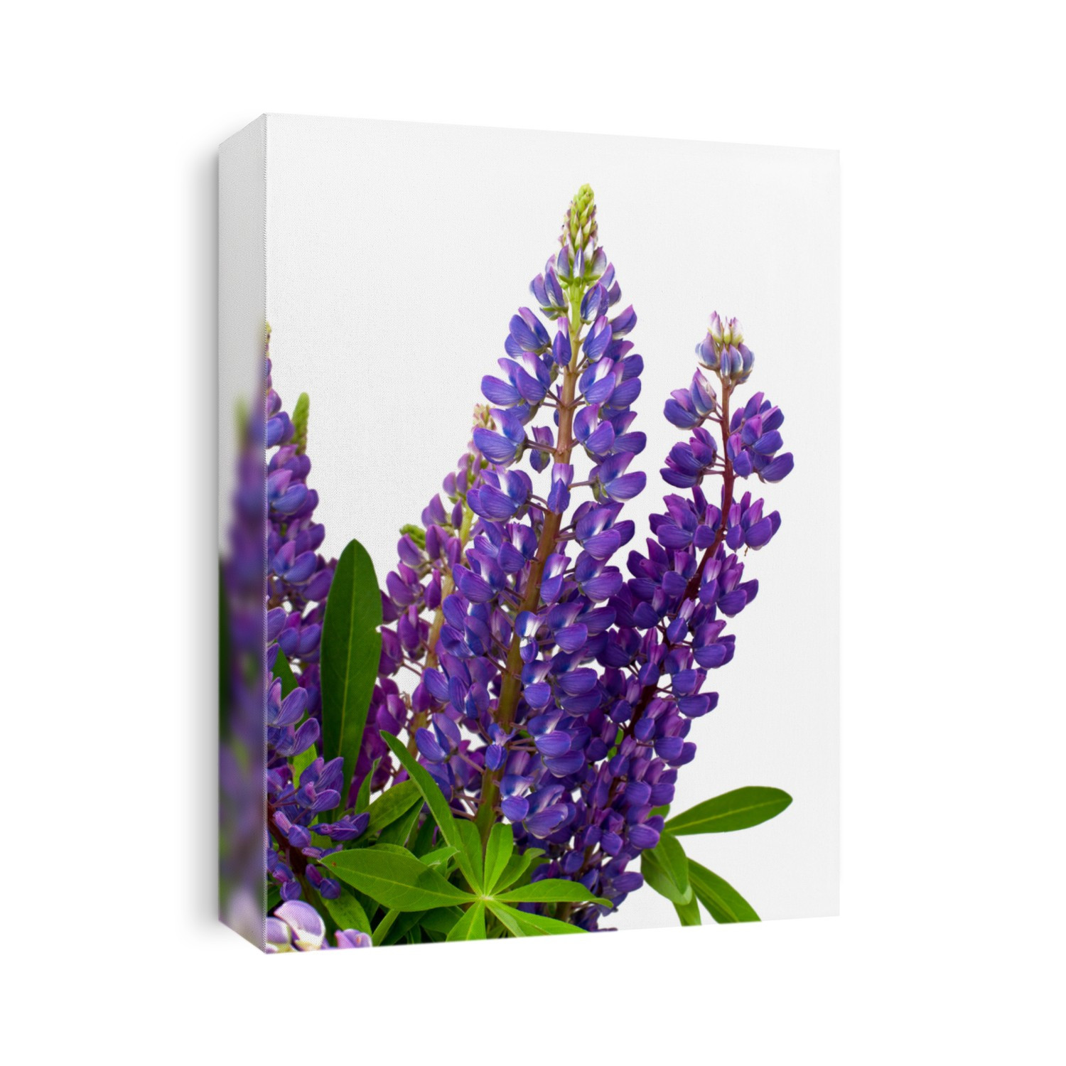 lupine isolated on white background