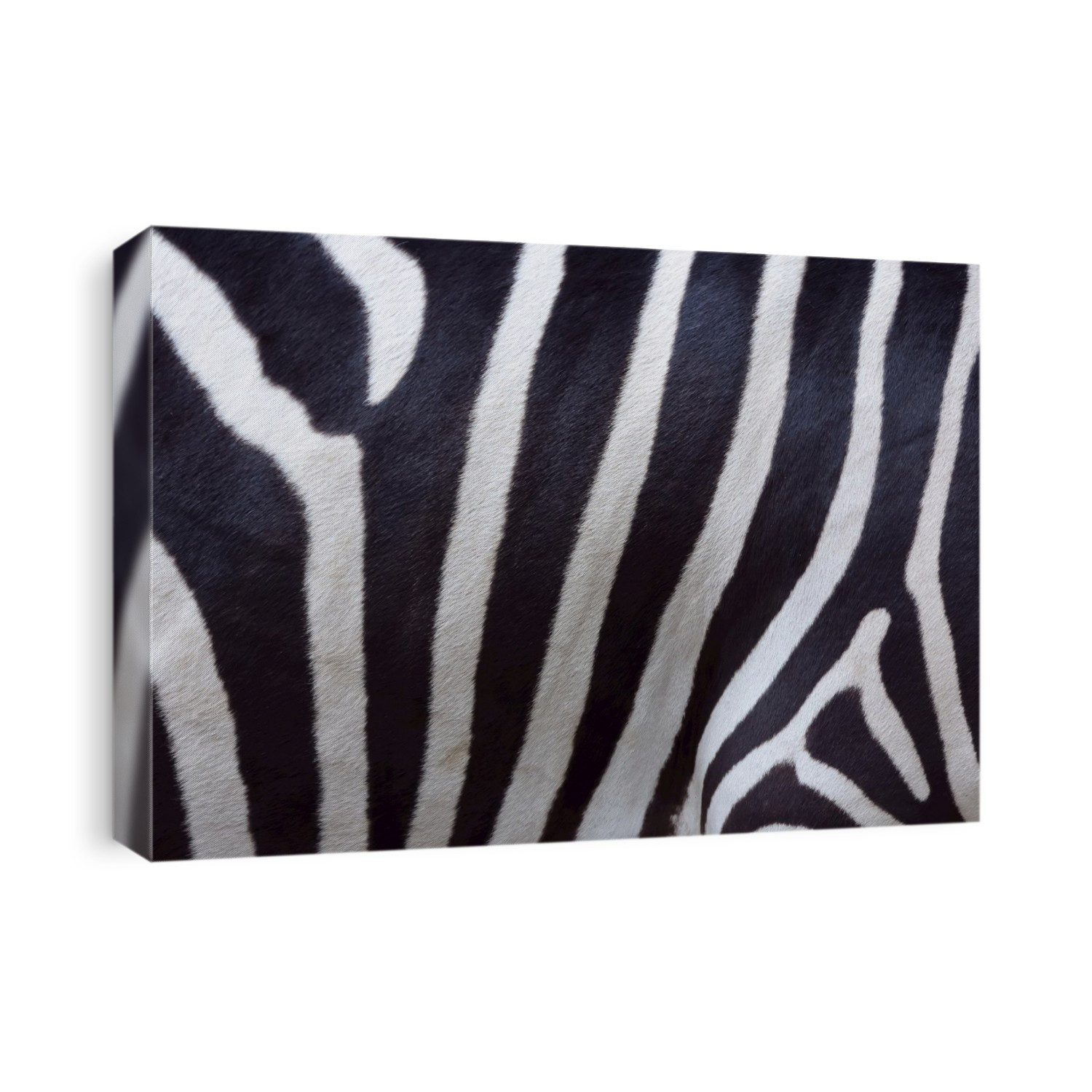 Close-up of Skin of Zebra