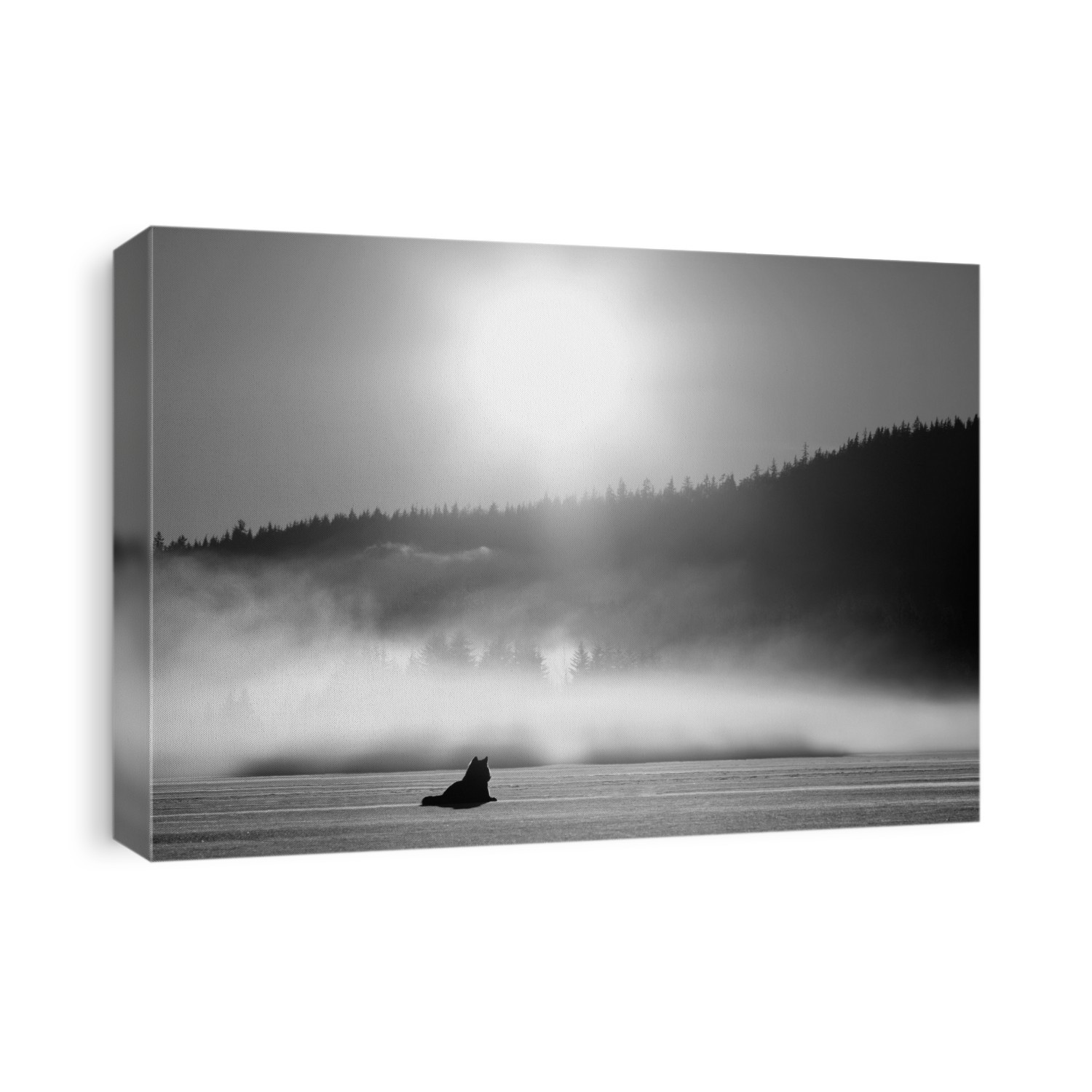 Wolf Basking In Sunlight Near Juneau. Winter In The Tongass National Forest Of Southeast Alaska. Composite.